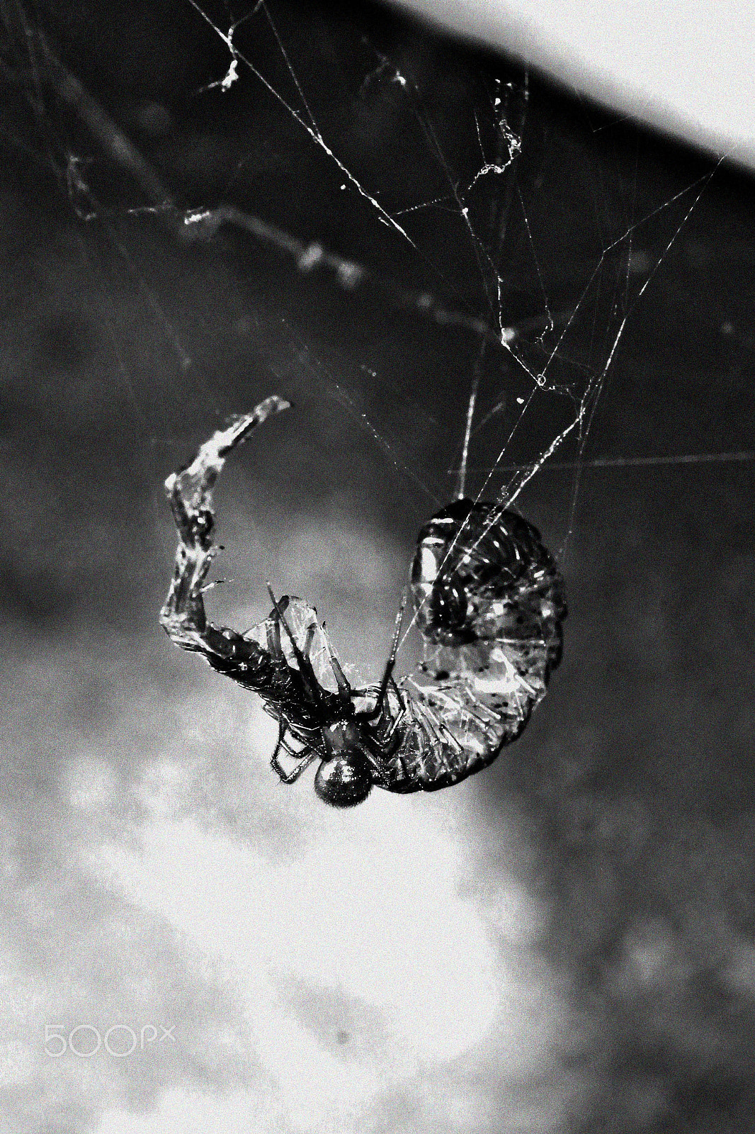 Canon EOS 1200D (EOS Rebel T5 / EOS Kiss X70 / EOS Hi) sample photo. Centipede vs spider photography