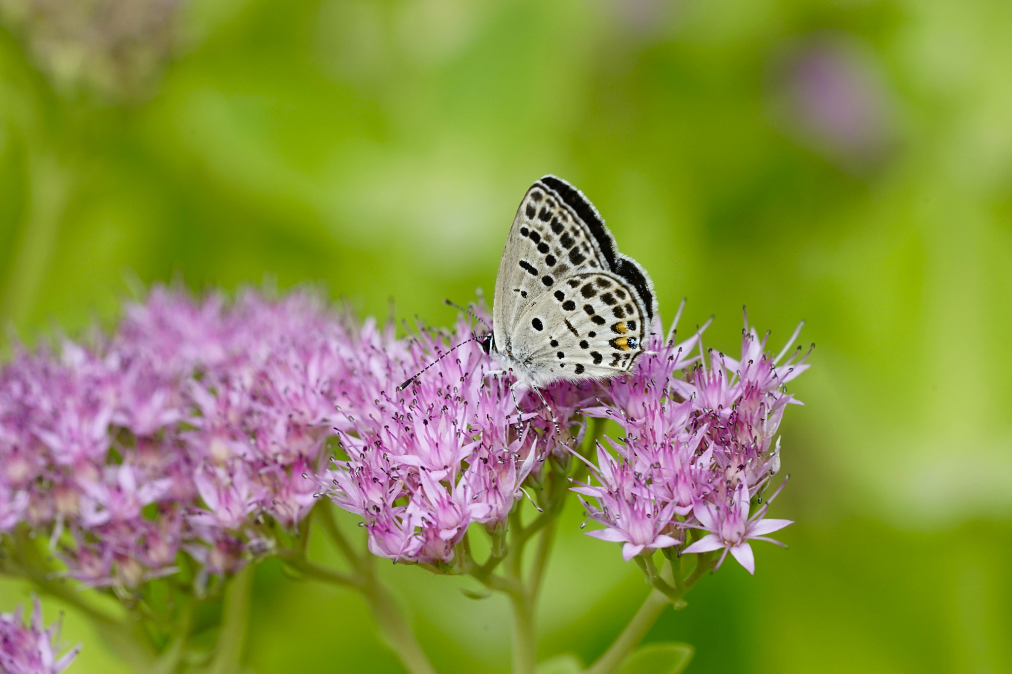 Sony a7 II + Sony FE 90mm F2.8 Macro G OSS sample photo. 中秋蝶舞 photography