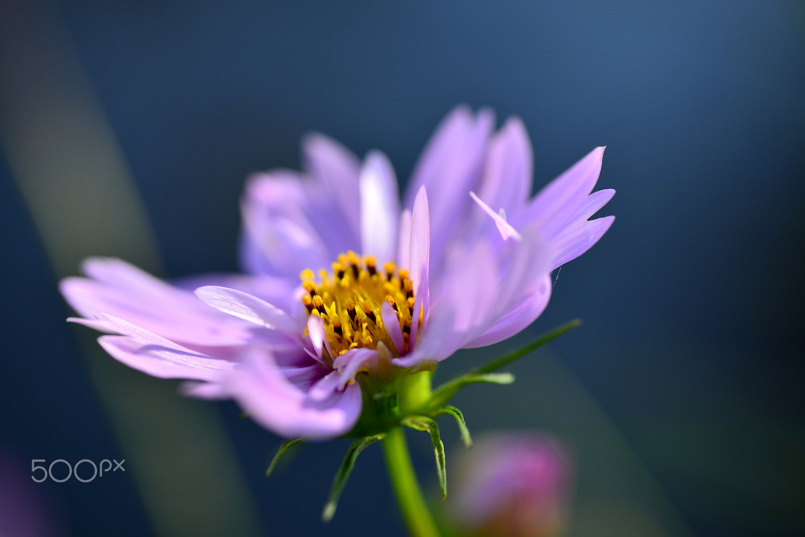Nikon D600 sample photo. In the sun photography