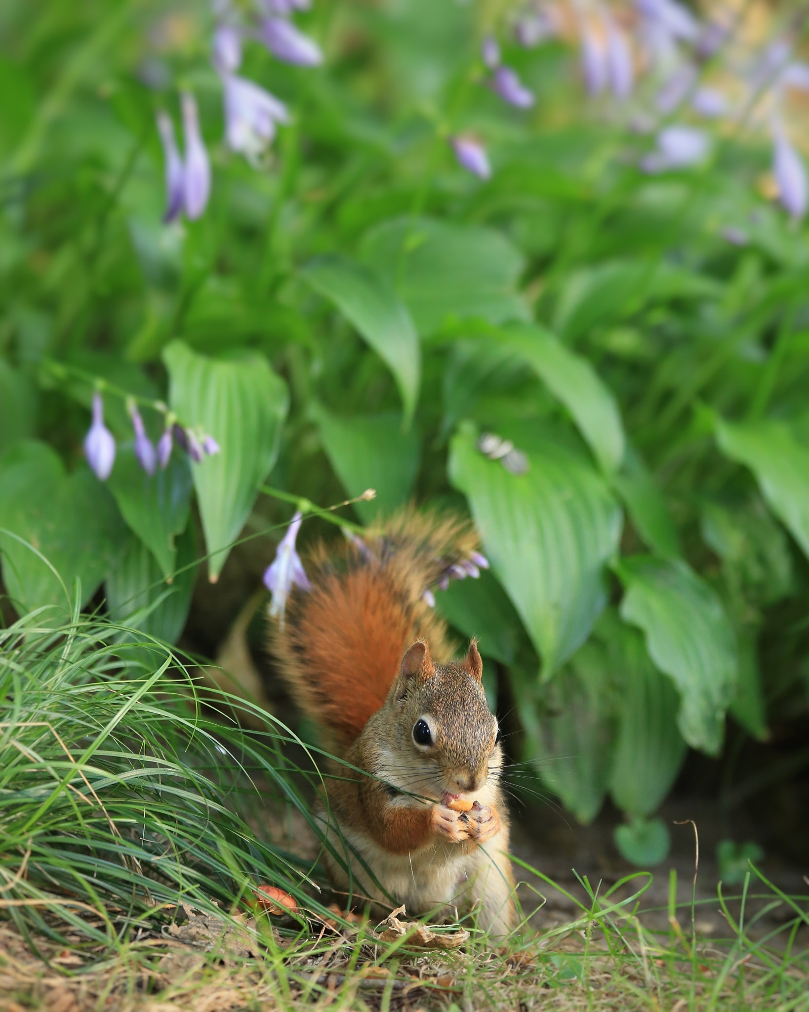 Canon EF 70-300mm F4-5.6 IS USM sample photo