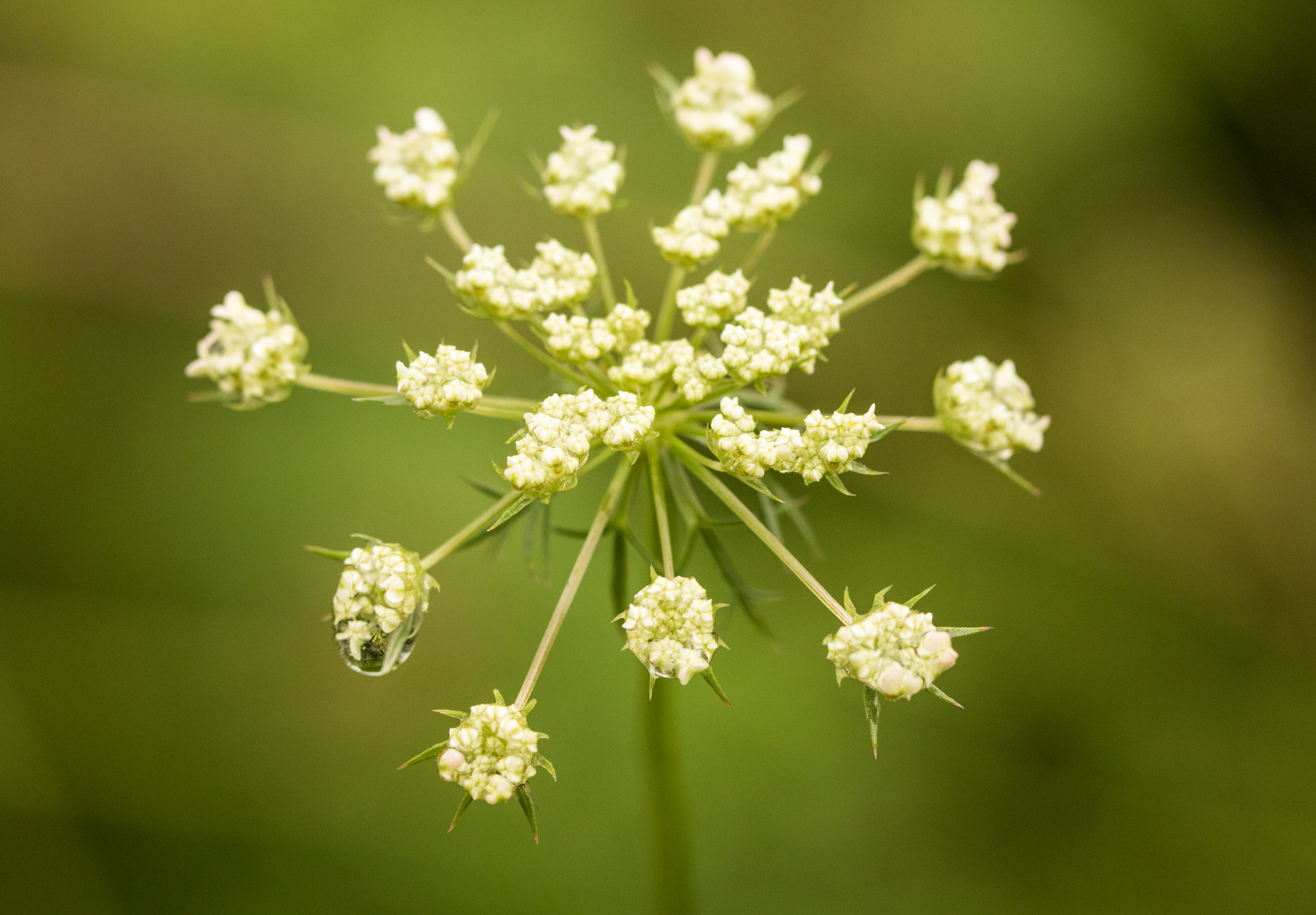 Canon EOS 760D (EOS Rebel T6s / EOS 8000D) sample photo. Spikey white flower with raindrop photography