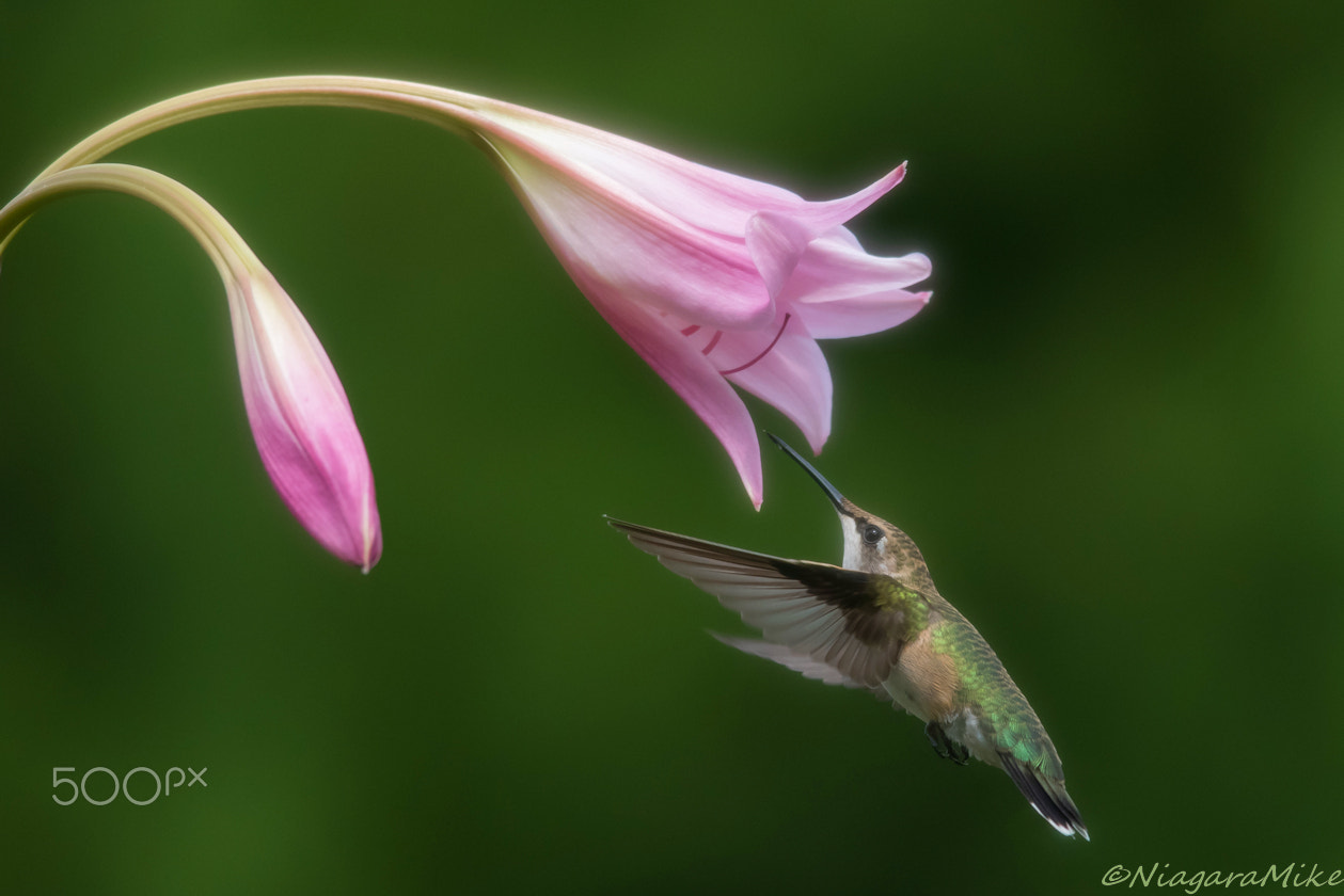 Nikon D810 + Nikon AF-S Nikkor 300mm F4D ED-IF sample photo. Hummingbird with lily photography
