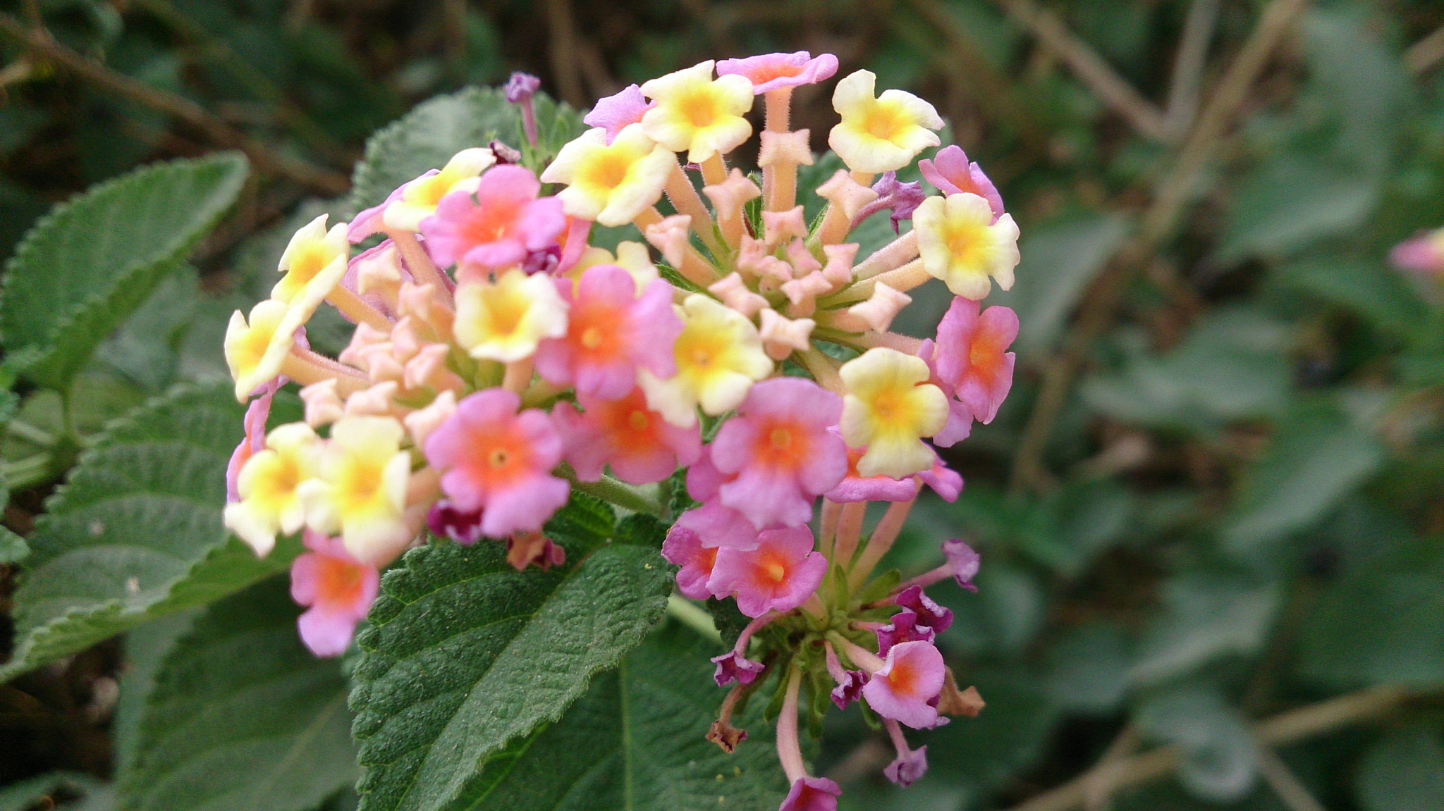 Sony Xperia ZR sample photo