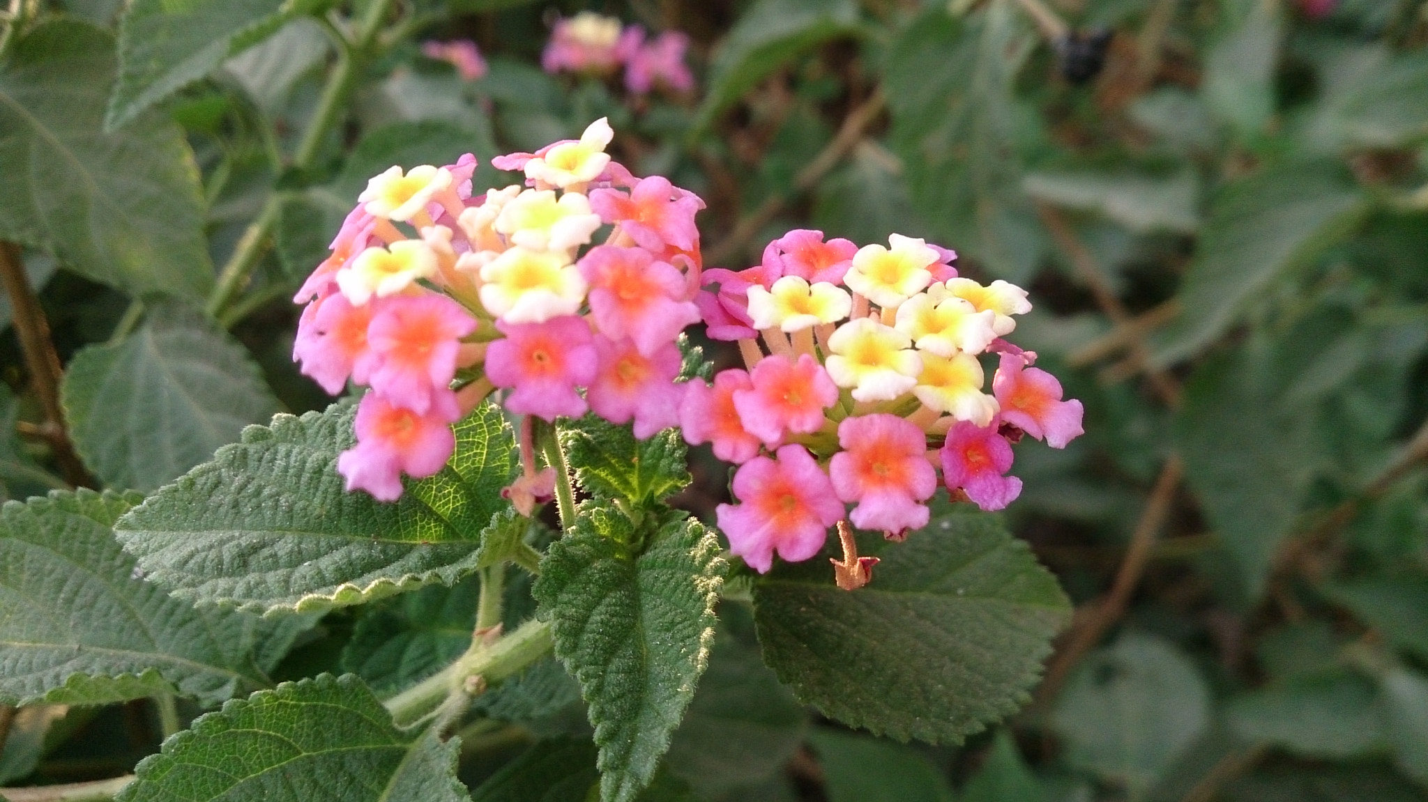 Sony Xperia ZR sample photo