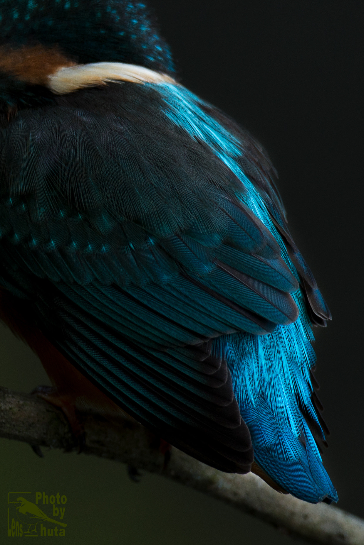 Nikon AF-S Nikkor 800mm F5.6E FL ED VR sample photo. Blue jewelry photography