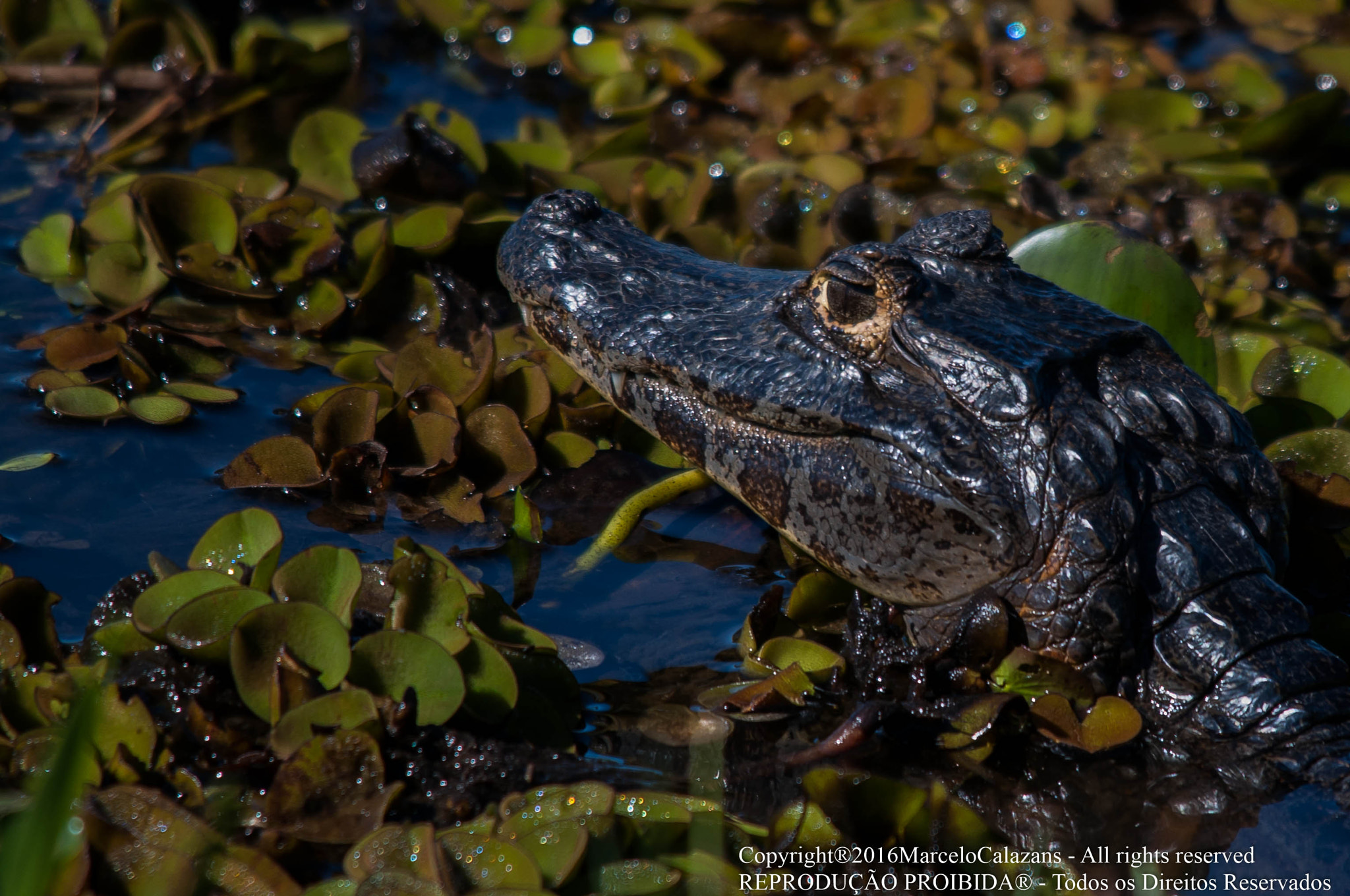 Sigma 150-500mm F5-6.3 DG OS HSM sample photo. Cayman photography