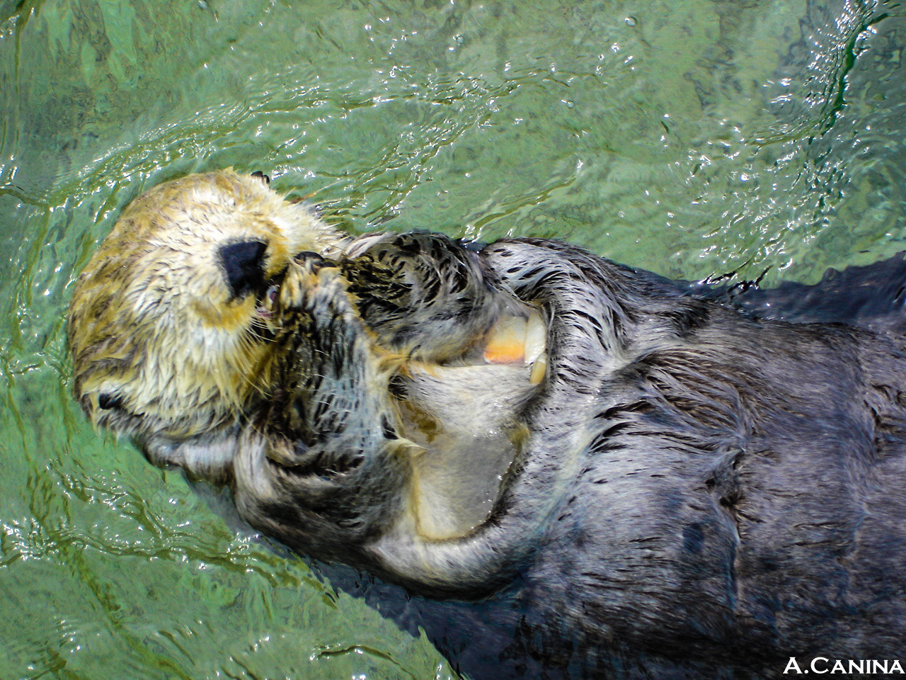 Sony DSC-W1 sample photo. Sea otter photography