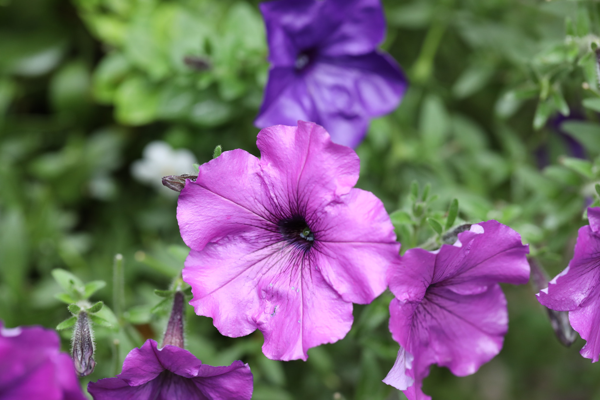 Canon EF 100mm F2.8L Macro IS USM sample photo. Kca photography