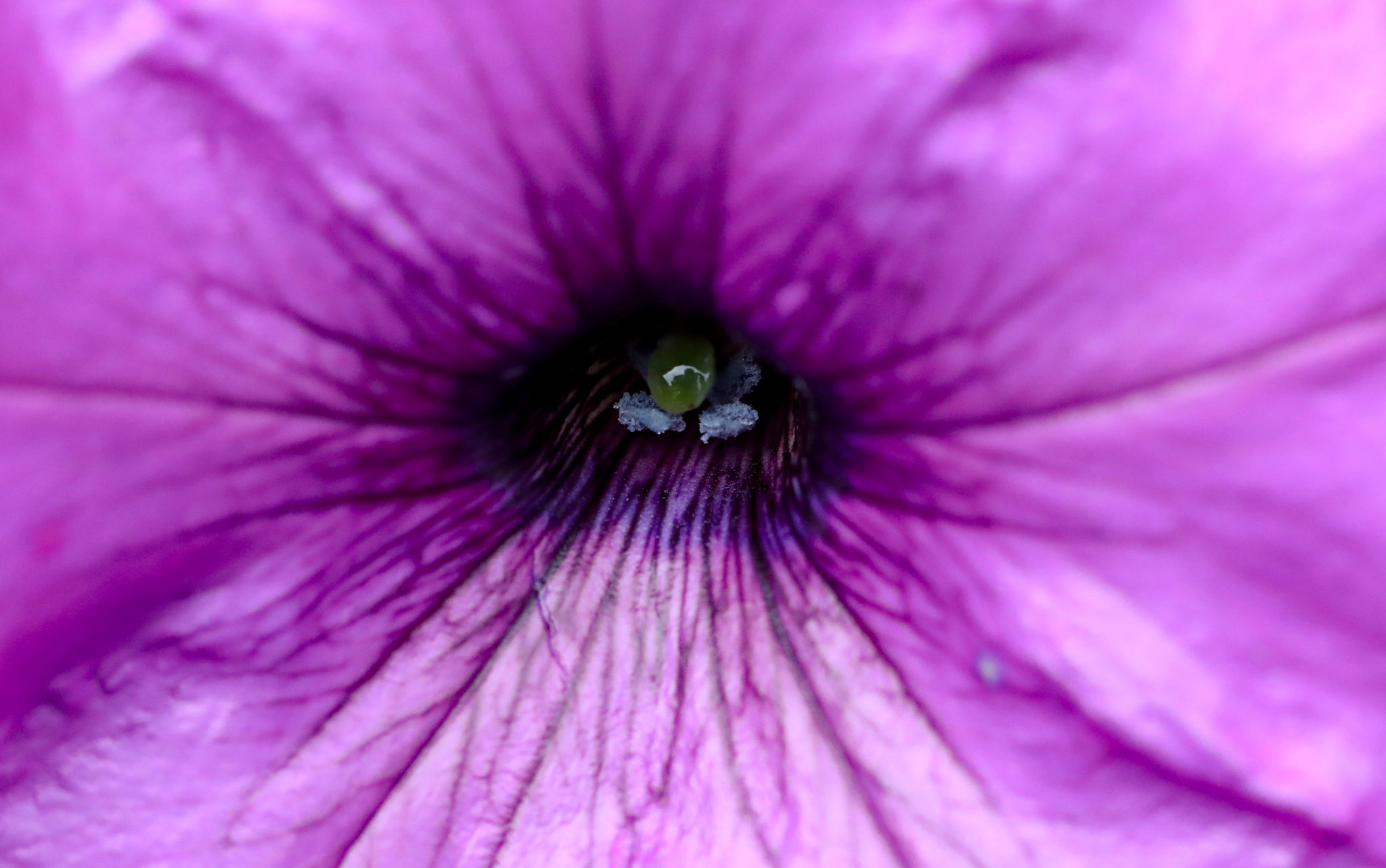 Canon EF 100mm F2.8L Macro IS USM sample photo. Kca photography