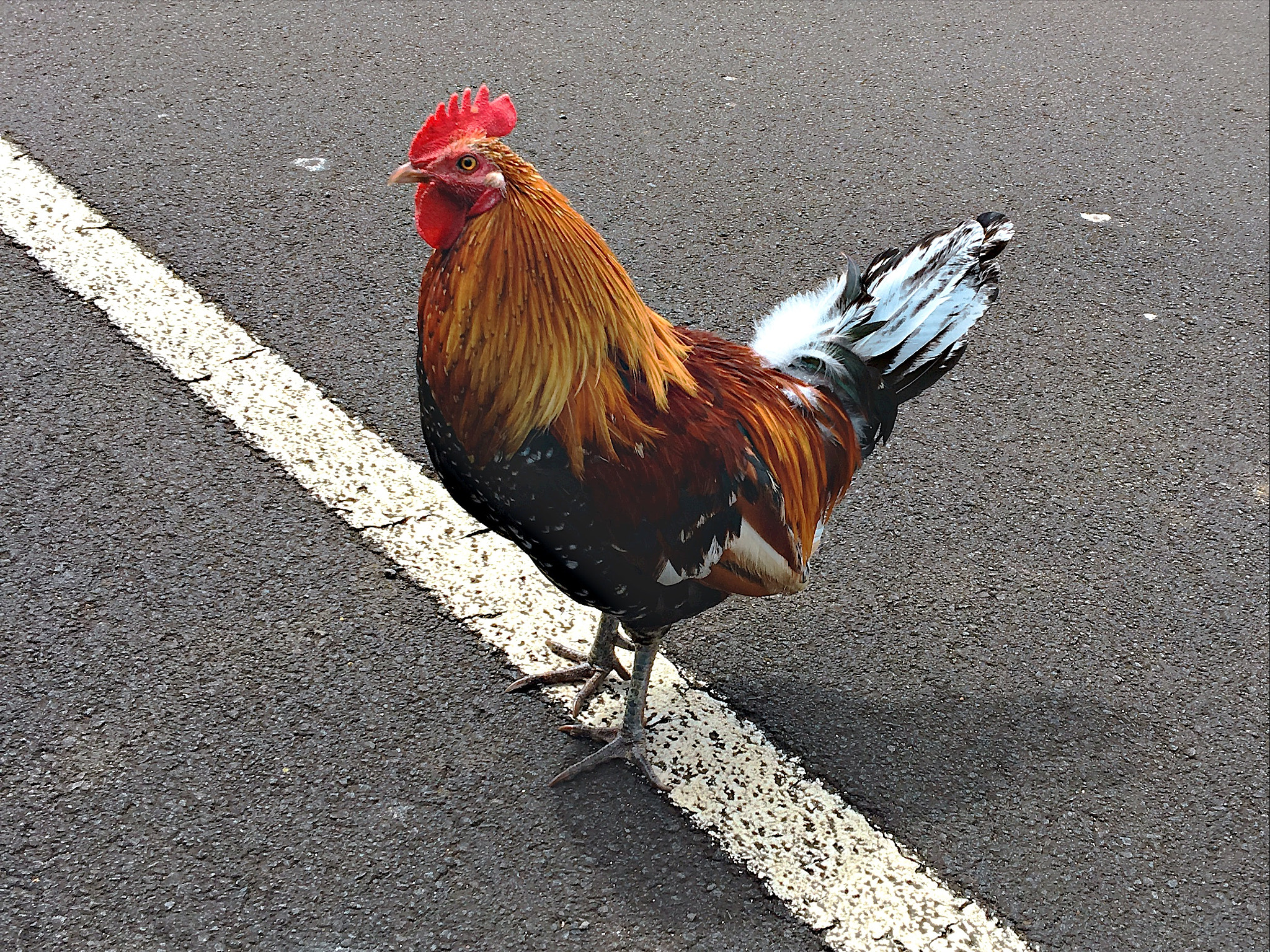 King Roaster of Kauai.