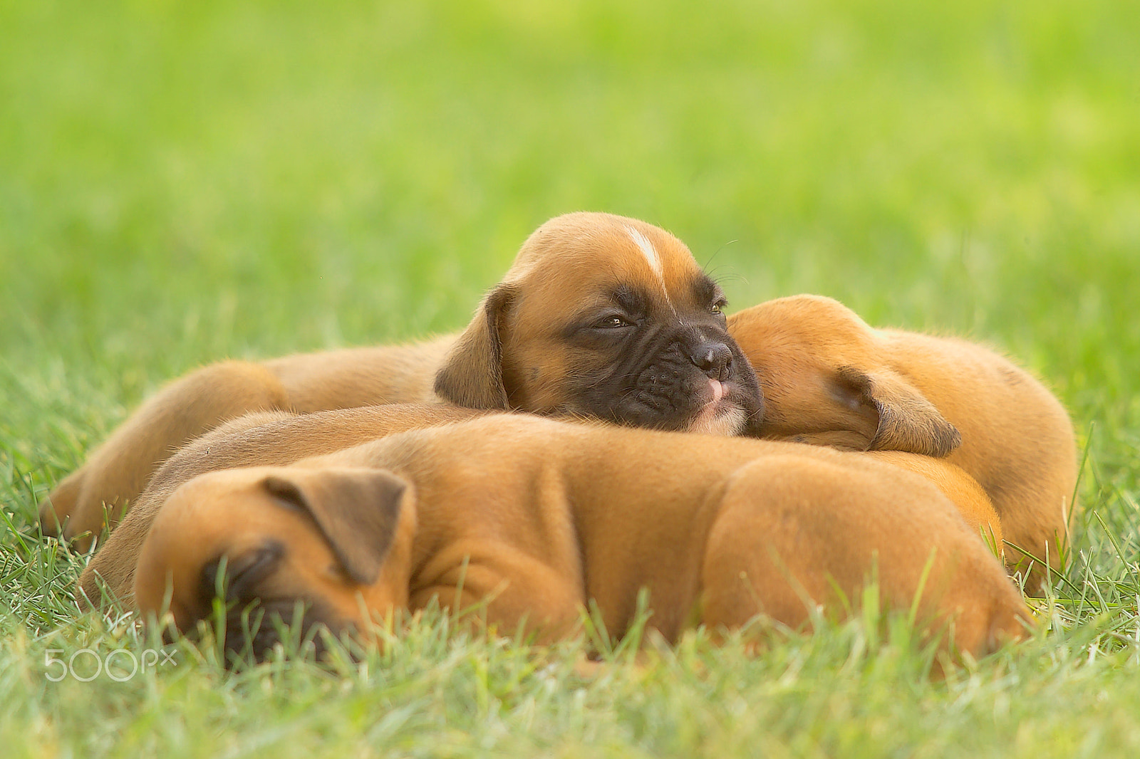 Kodak DCS Pro SLR/n sample photo. Boxer pups photography