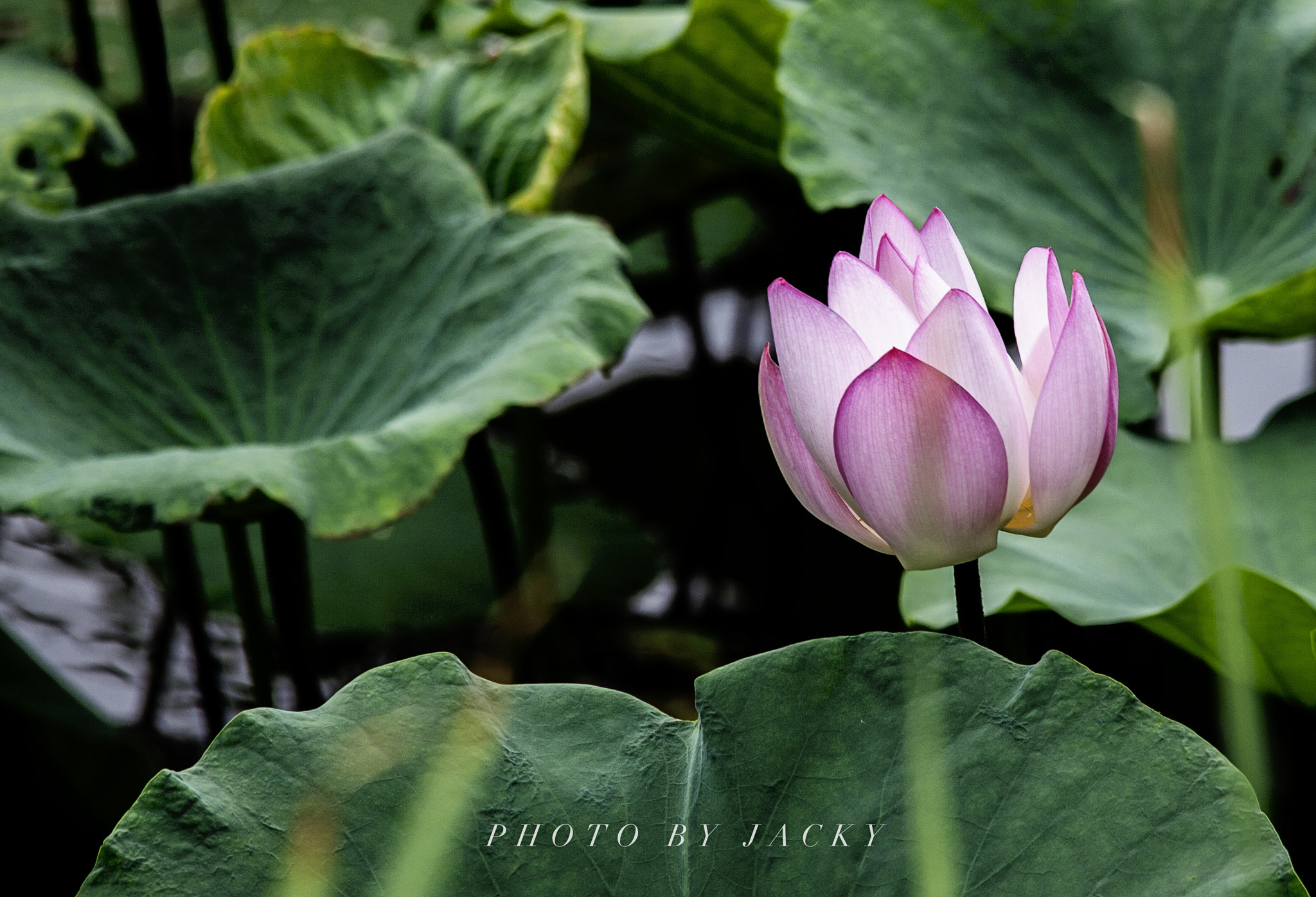 Sigma 150-500mm F5-6.3 DG OS HSM sample photo. Lotus photography