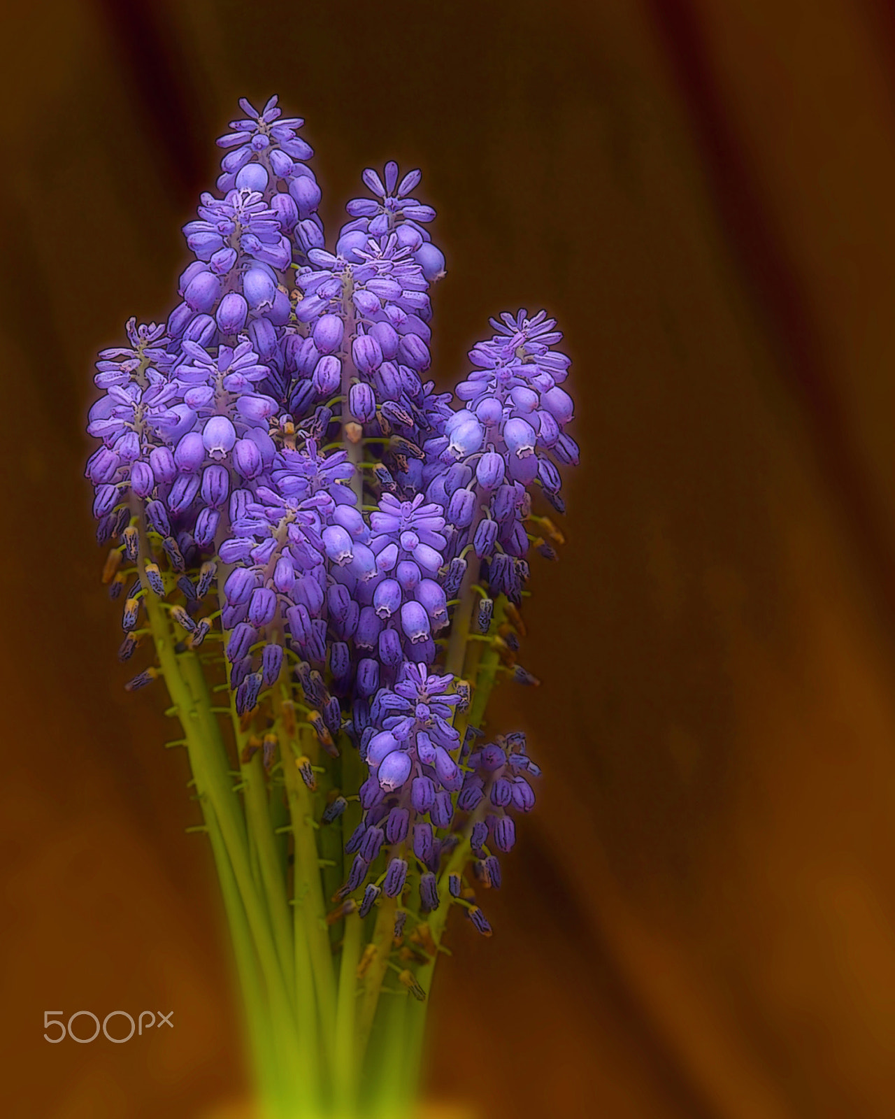 Kodak DCS Pro 14N sample photo. Purple flowers photography