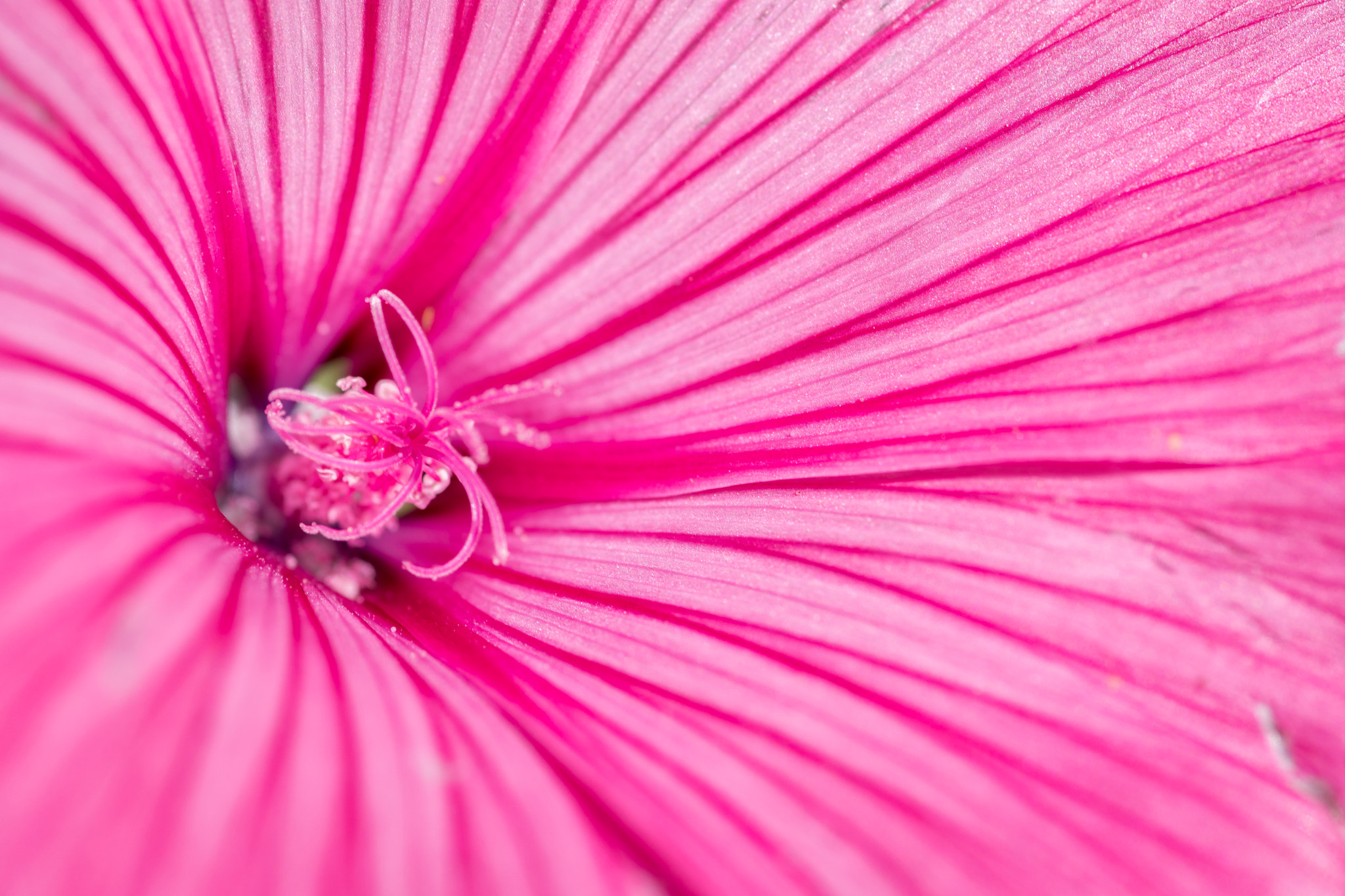 Tokina AT-X Pro 100mm F2.8 Macro sample photo. Whoosh photography