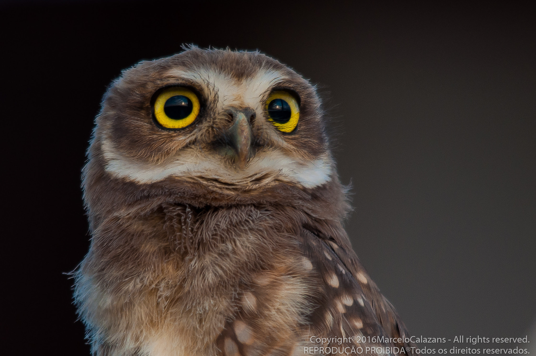 Sigma 150-500mm F5-6.3 DG OS HSM sample photo. Owl photography