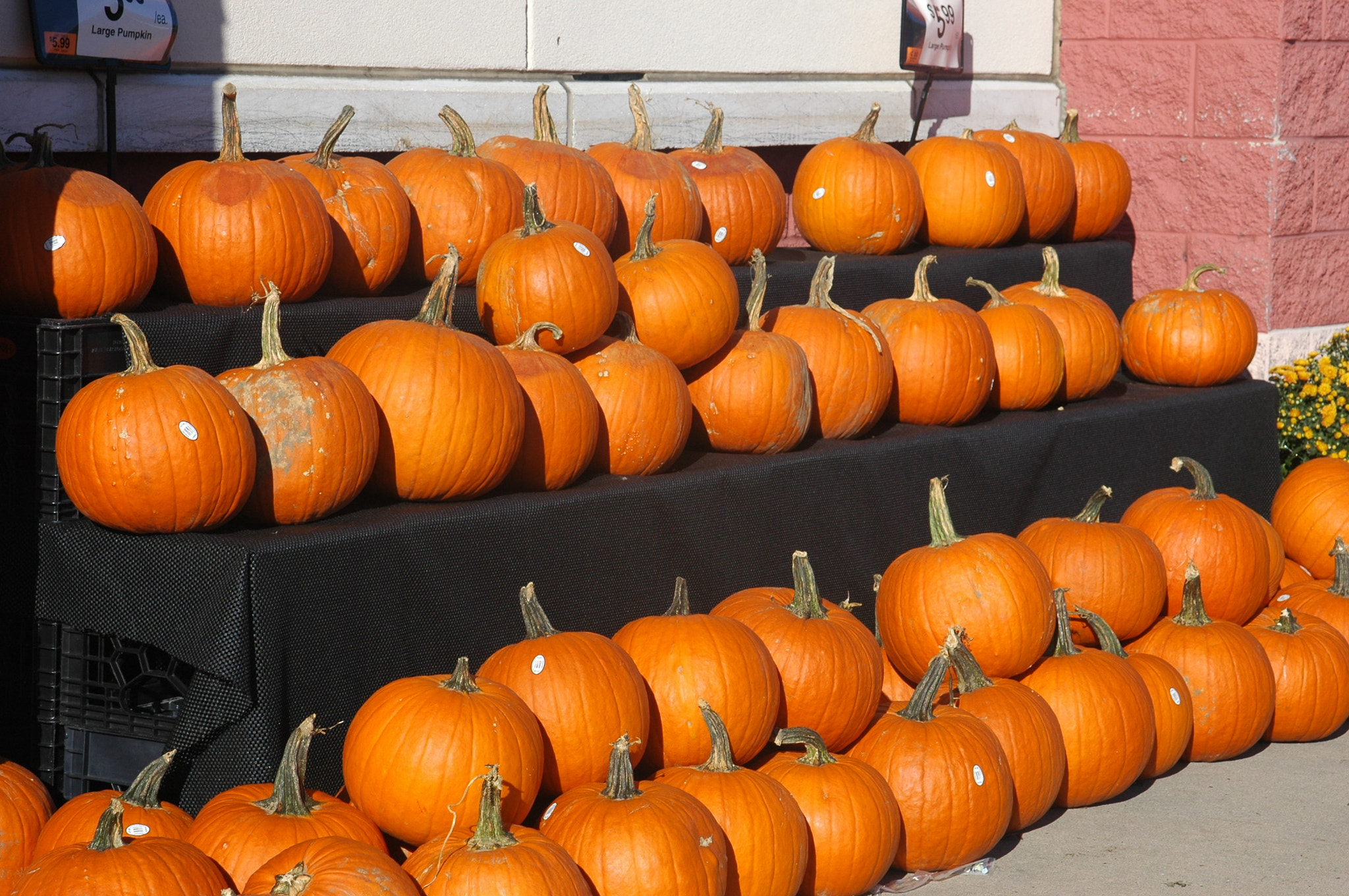 Nikon D70s + AF Zoom-Nikkor 24-120mm f/3.5-5.6D IF sample photo. Pumpkins arranged photography