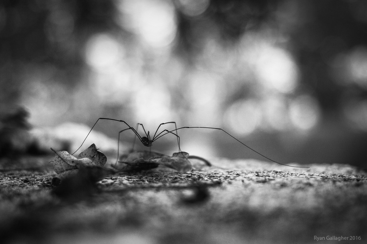Canon EF 40mm F2.8 STM sample photo. Big daddy reach photography