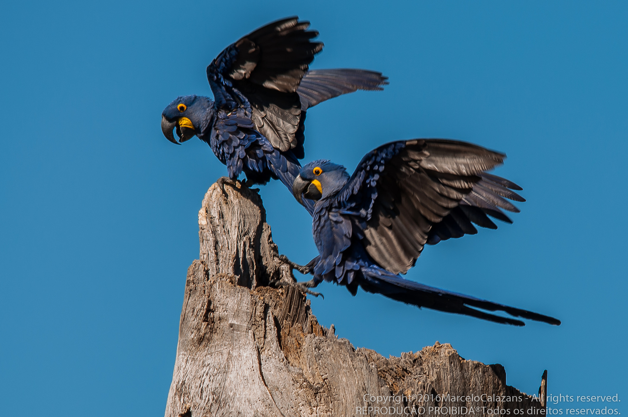 Sigma 150-500mm F5-6.3 DG OS HSM sample photo. Hyacinth macaws photography