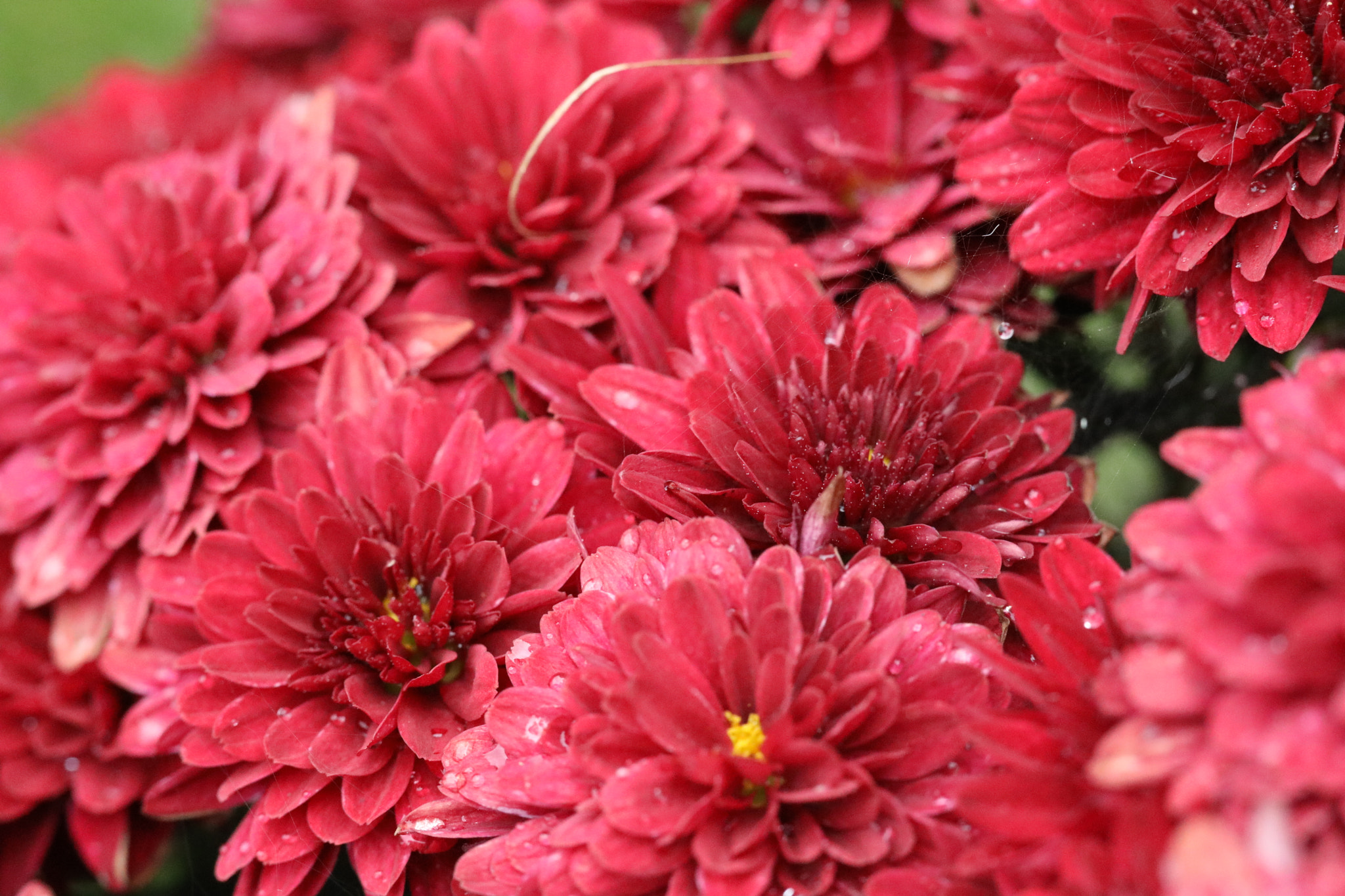 Canon EF 100mm F2.8L Macro IS USM sample photo. Kca photography