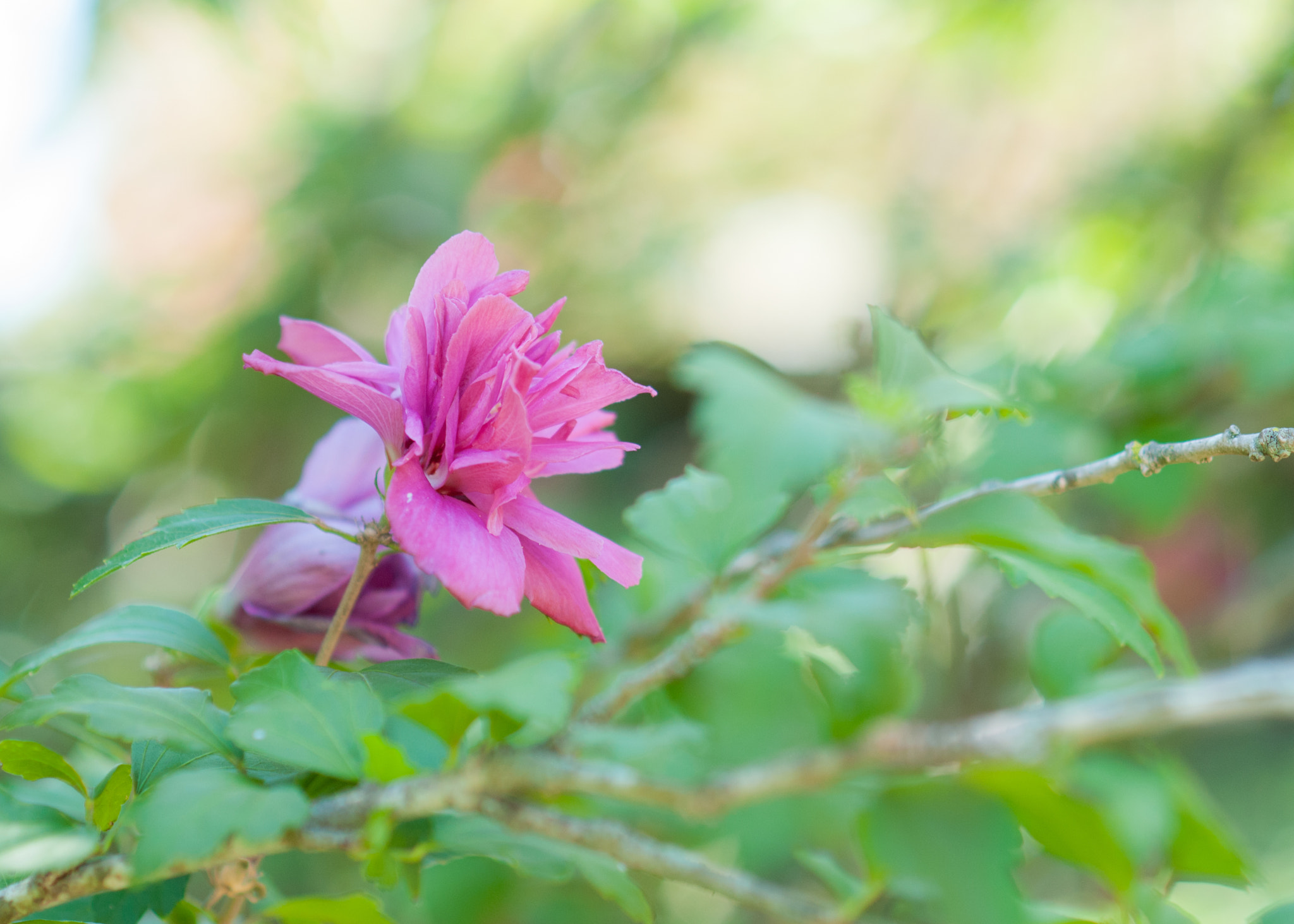 Nikon D200 + Nikon AF Nikkor 85mm F1.8D sample photo. Pink flower photography