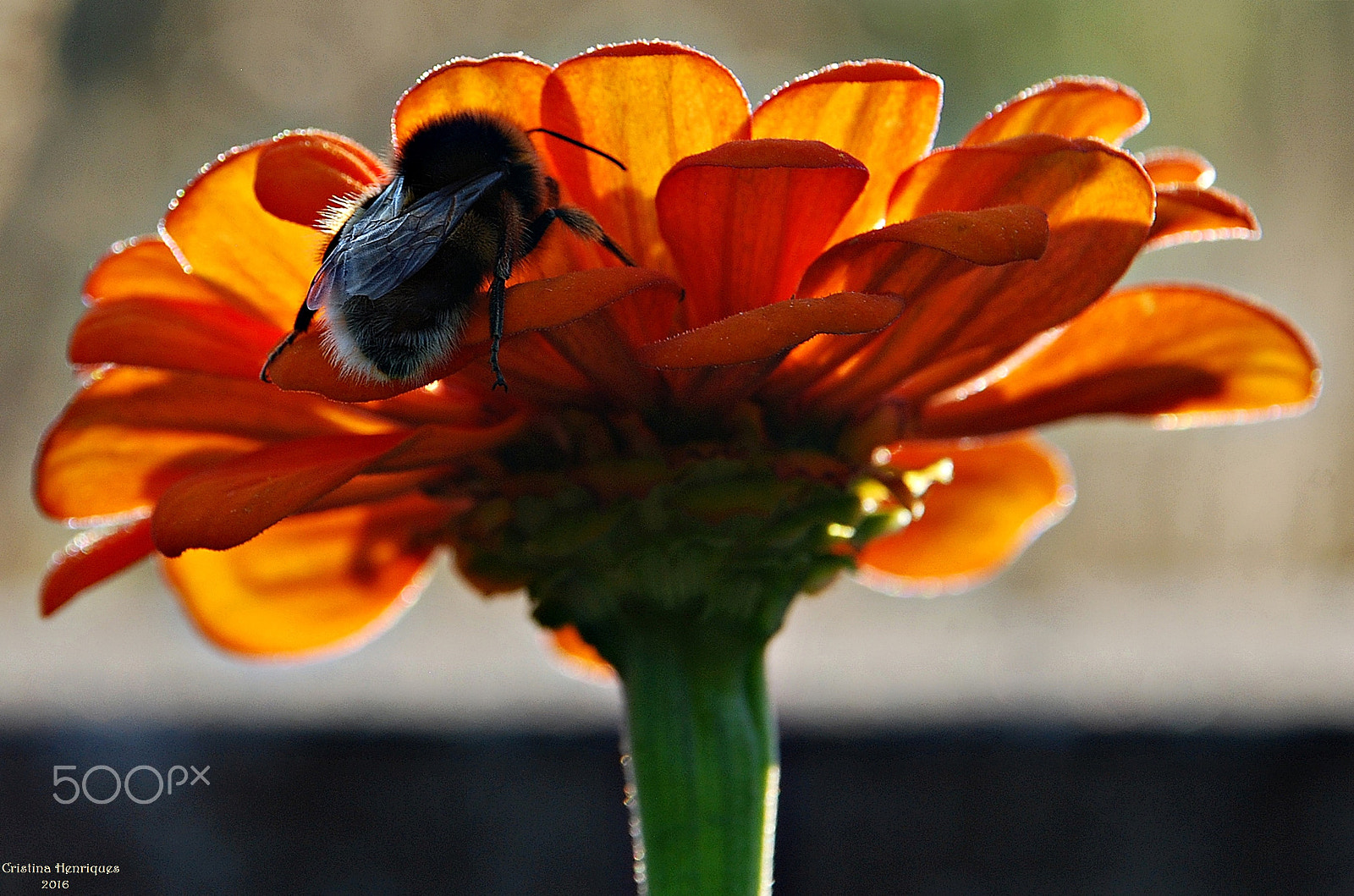Nikon D40X sample photo. Color illusion... photography
