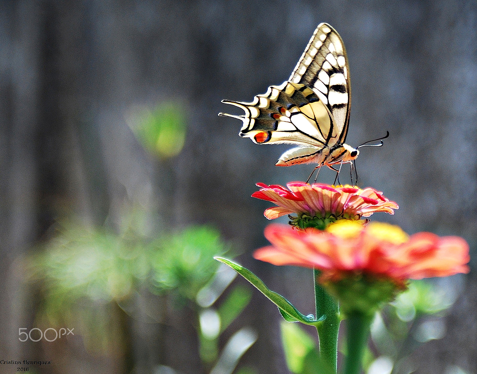 AF Zoom-Nikkor 28-80mm f/3.3-5.6G sample photo. Little angel... photography