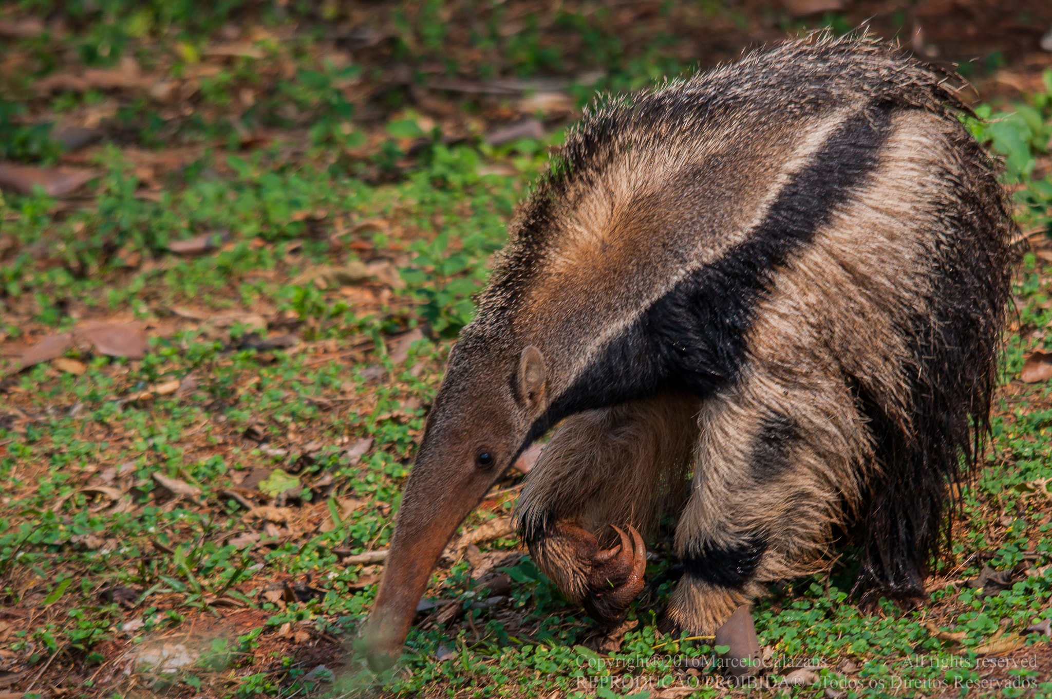 Sigma 150-500mm F5-6.3 DG OS HSM sample photo. Giant anteater photography
