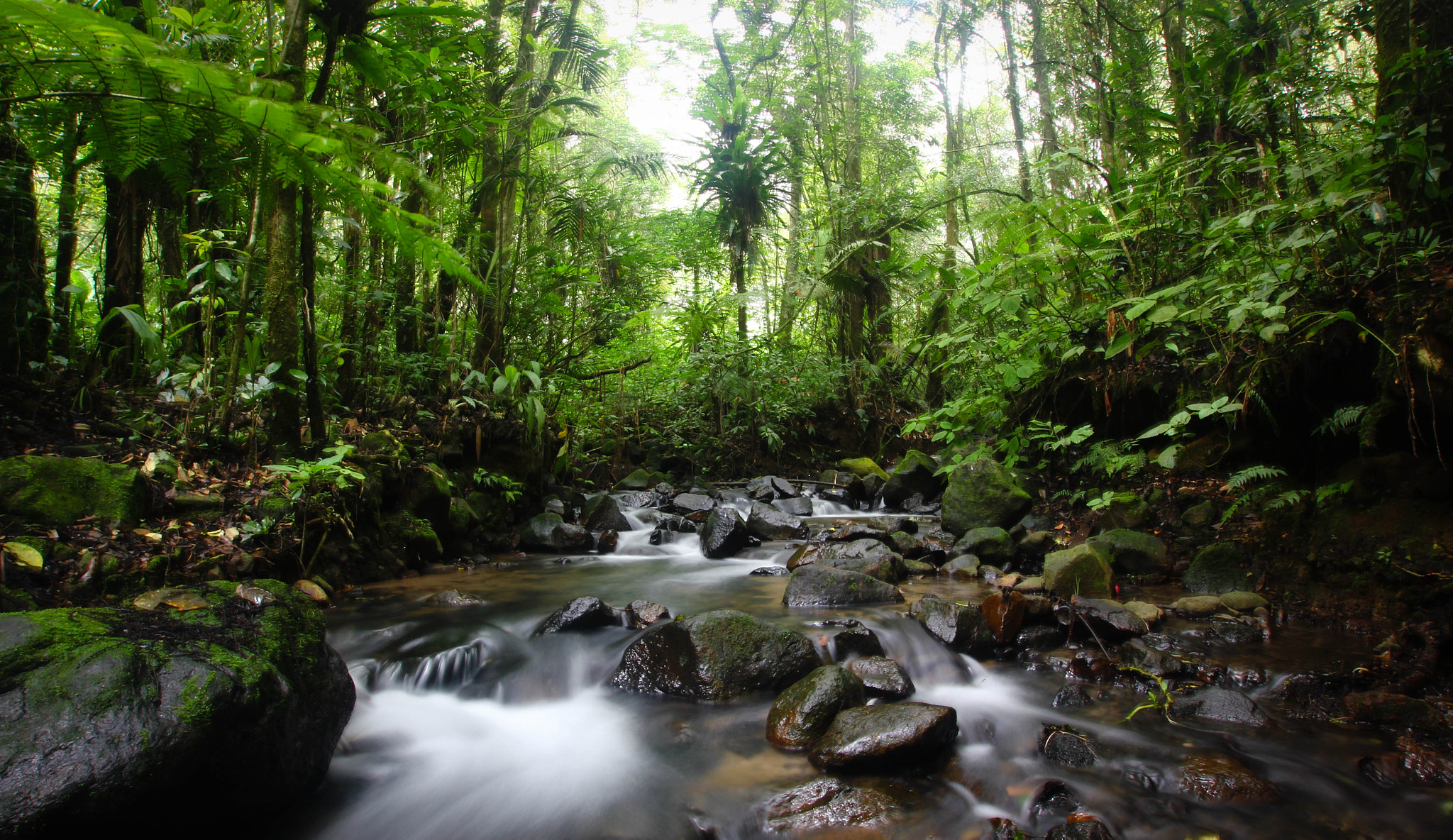 Sigma 10-20mm F3.5 EX DC HSM sample photo. Taman cibodas photography
