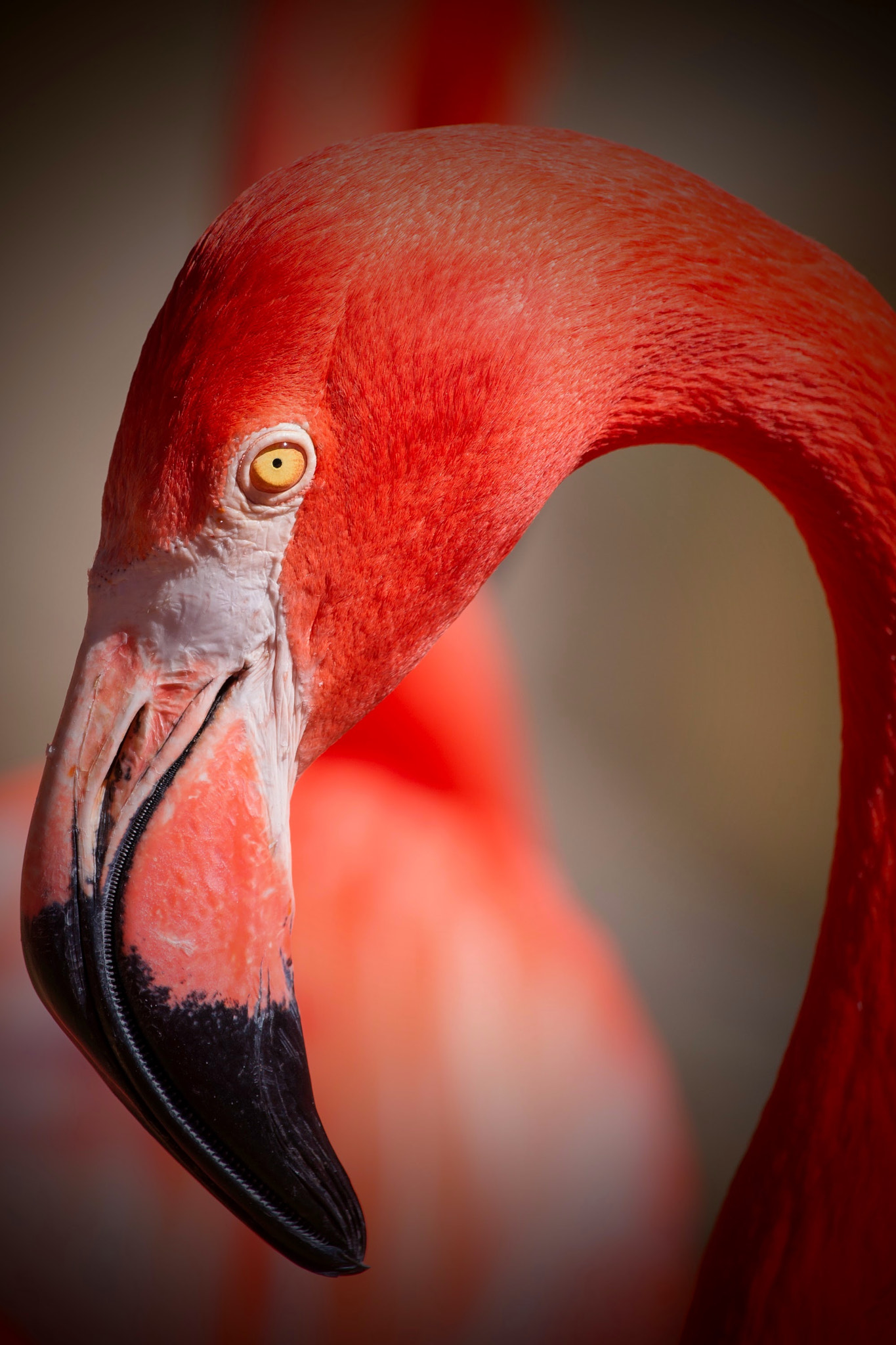 Sony Alpha DSLR-A850 sample photo. Flamingo photography
