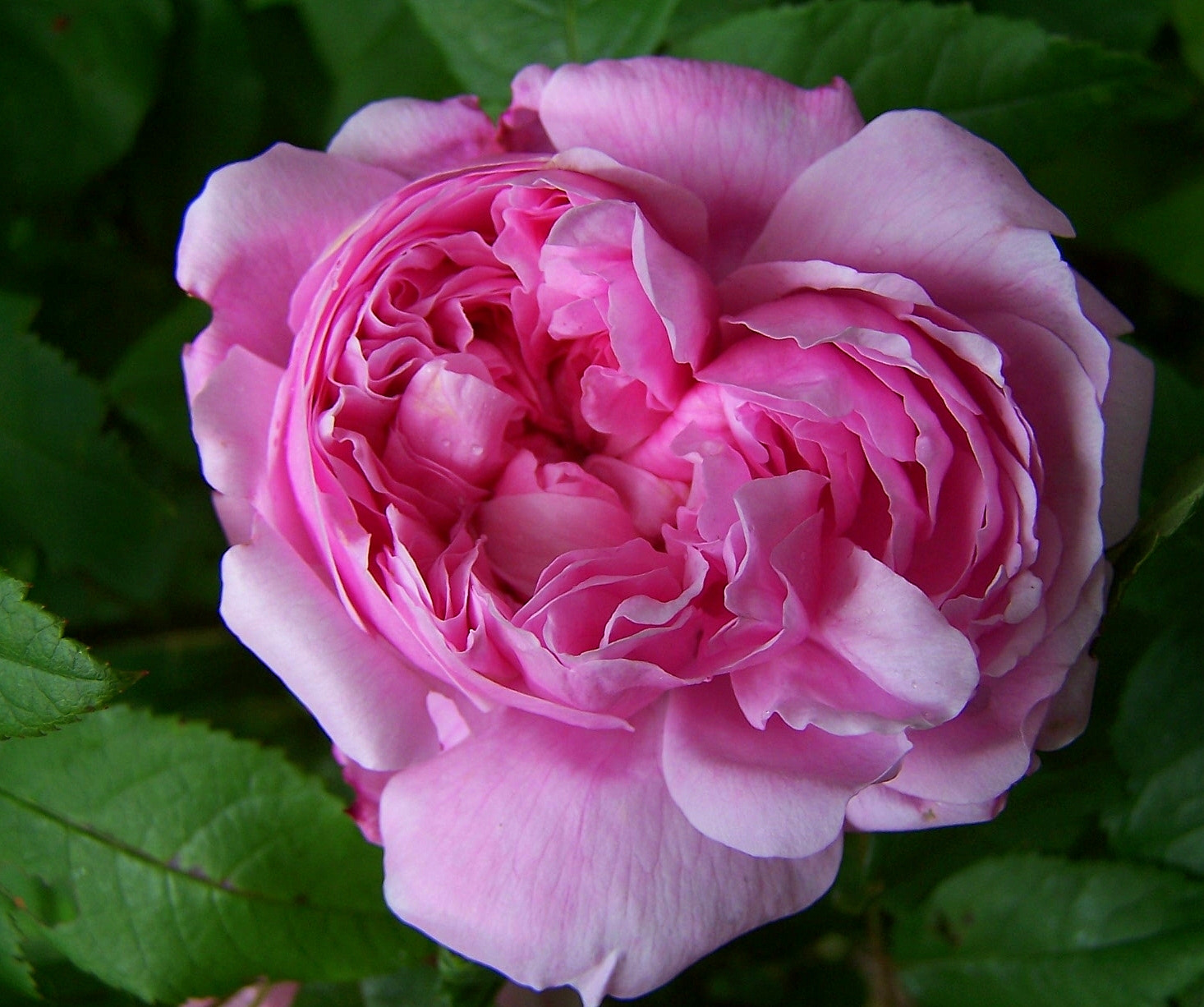 Kodak DX6490 ZOOM DIGITAL CAMERA sample photo. Romantic pink photography