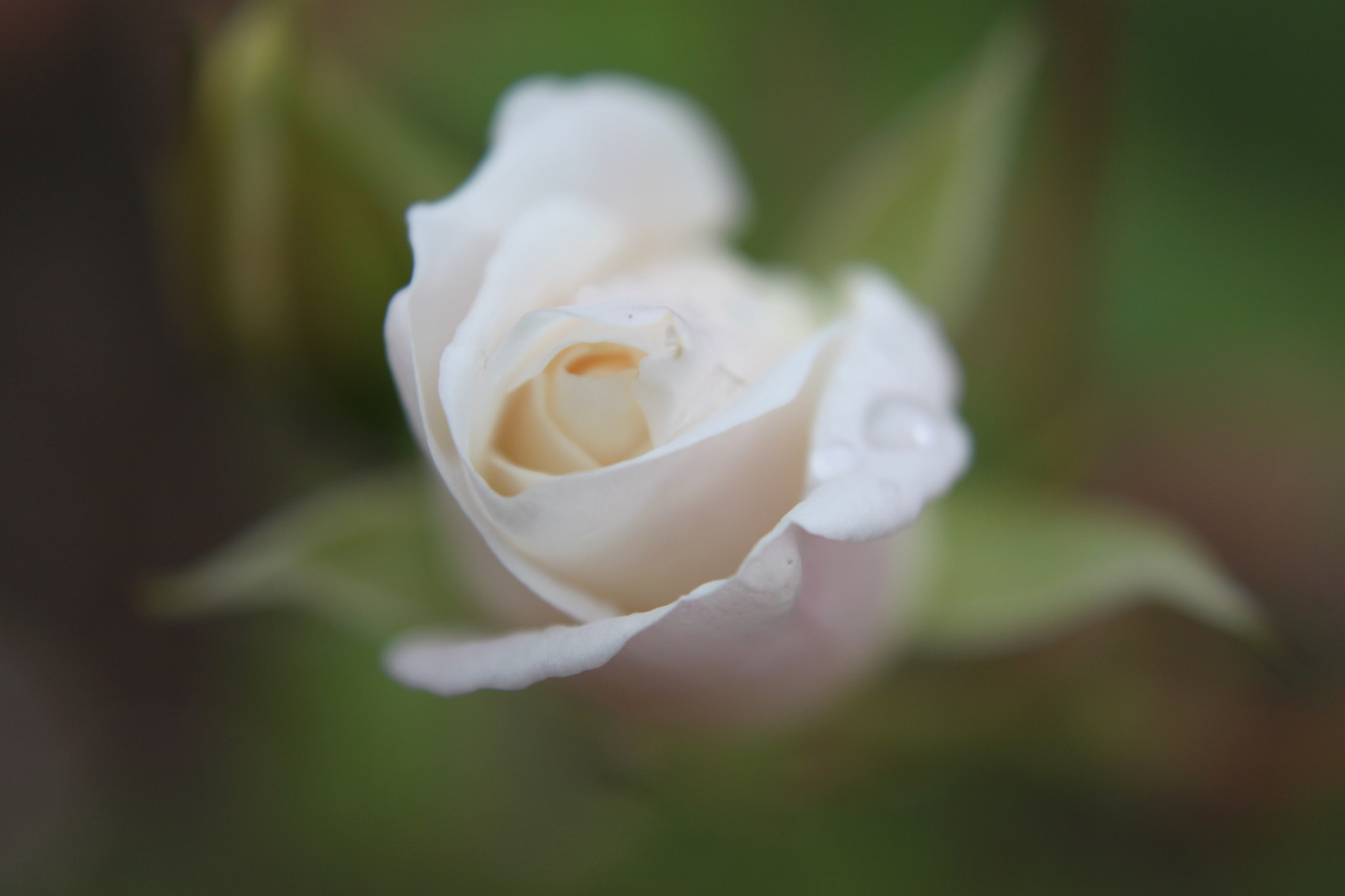 Canon EOS 500D (EOS Rebel T1i / EOS Kiss X3) + Canon EF 50mm f/1.8 sample photo. White rose from our garden slightly unfocused. photography