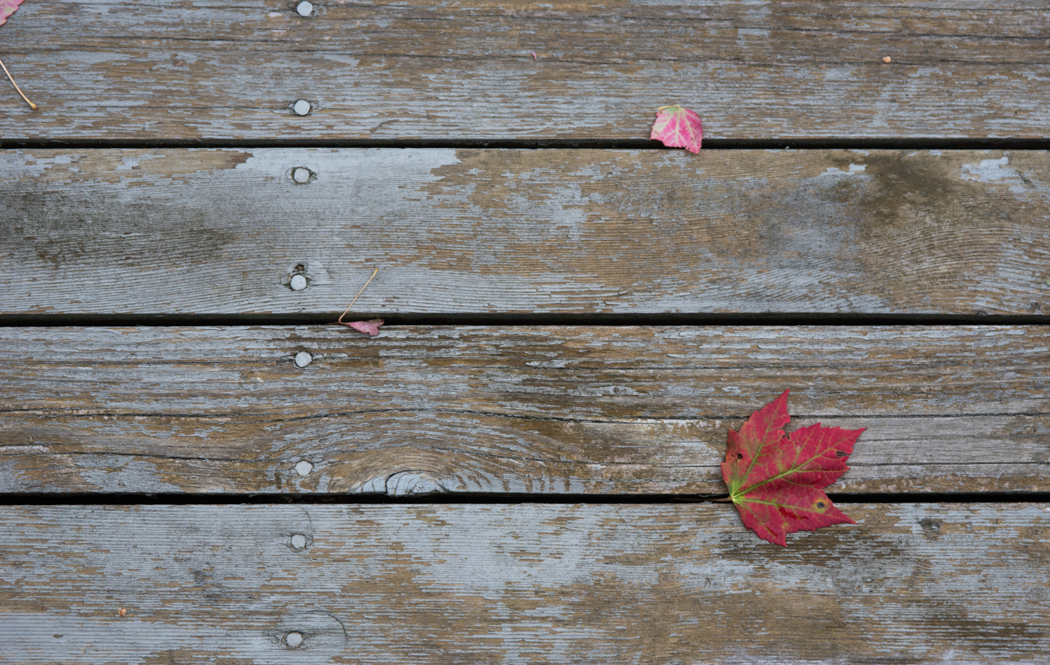 AF Zoom-Nikkor 28-105mm f/3.5-4.5D IF sample photo. Backyard deck photography