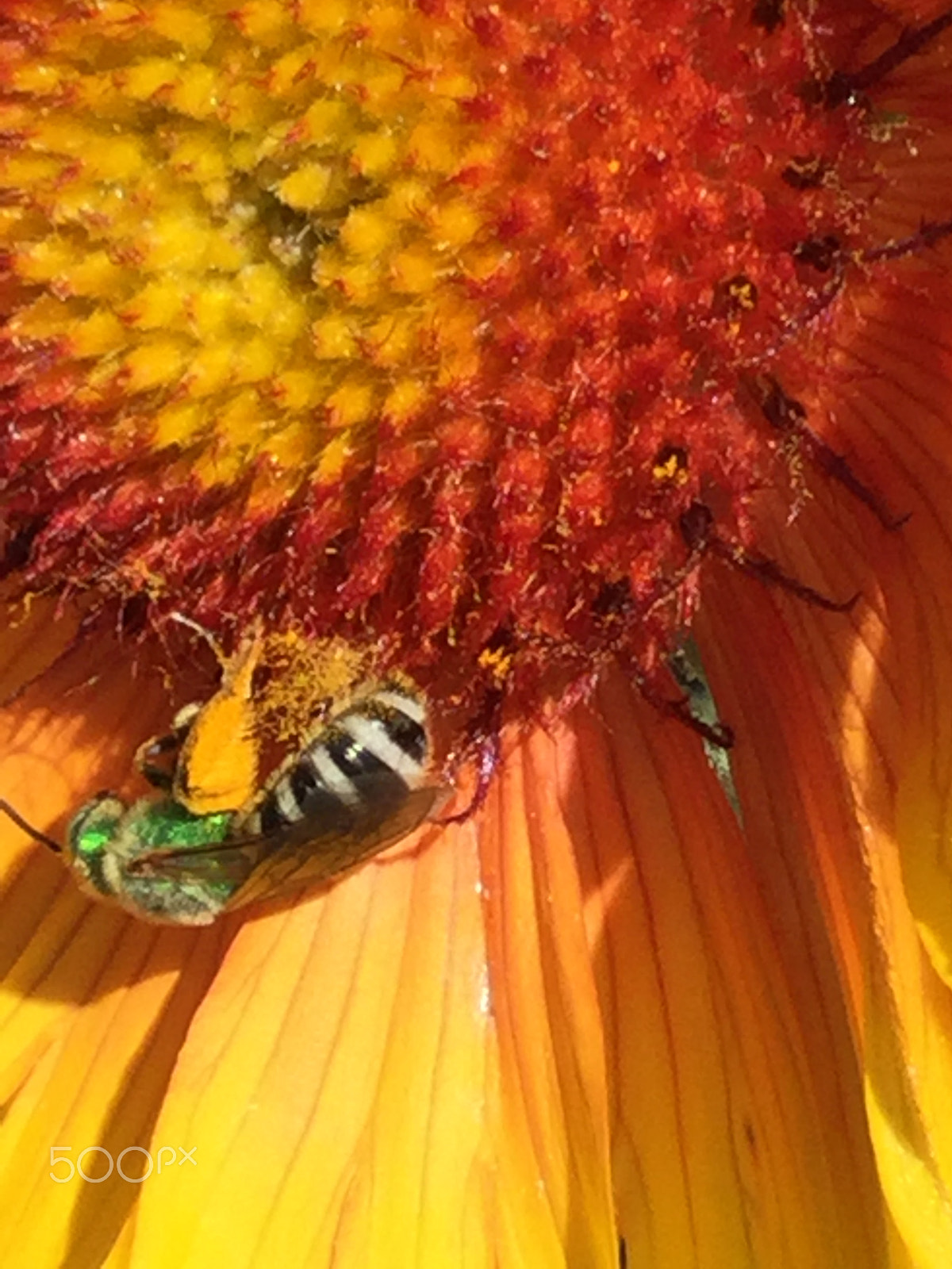 Apple iPad5,3 sample photo. The bees knees photography