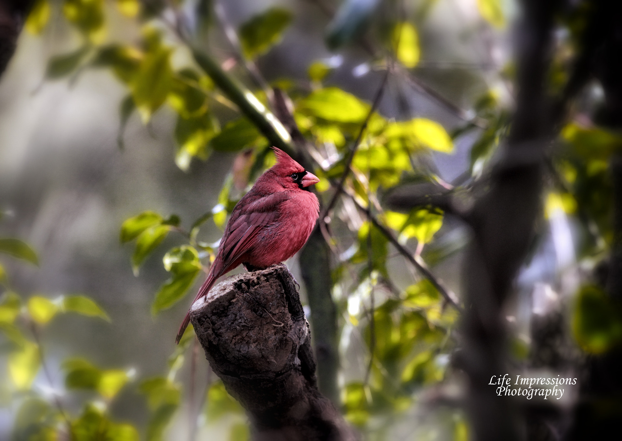 Canon EOS 50D sample photo. Red cardinal photography