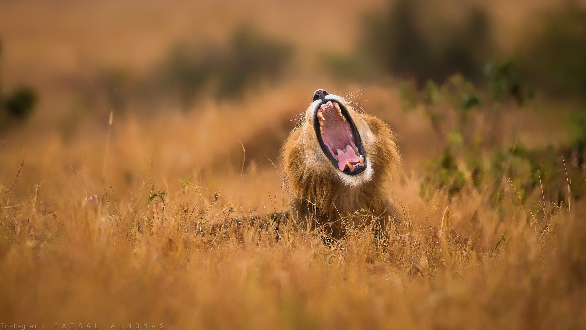 Canon EF 500mm F4L IS II USM sample photo. Hungry photography
