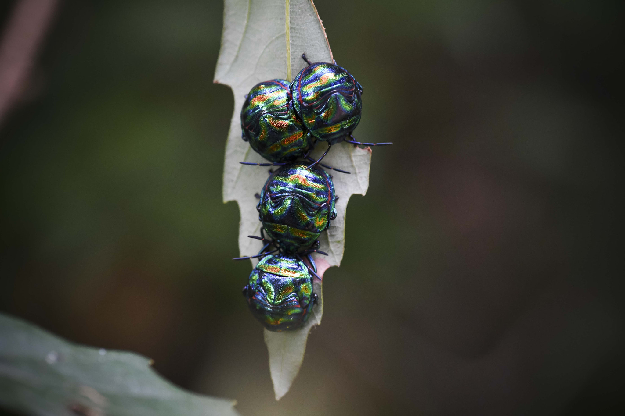 Nikon D5 sample photo. Poecilocoris splendidulus photography