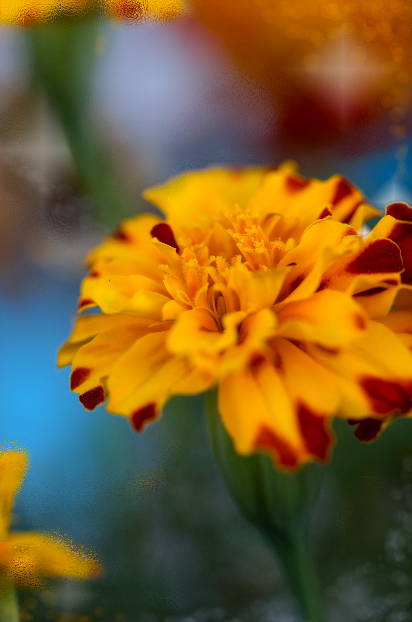 Canon EF 100mm F2.8L Macro IS USM sample photo. Manic marigolds photography