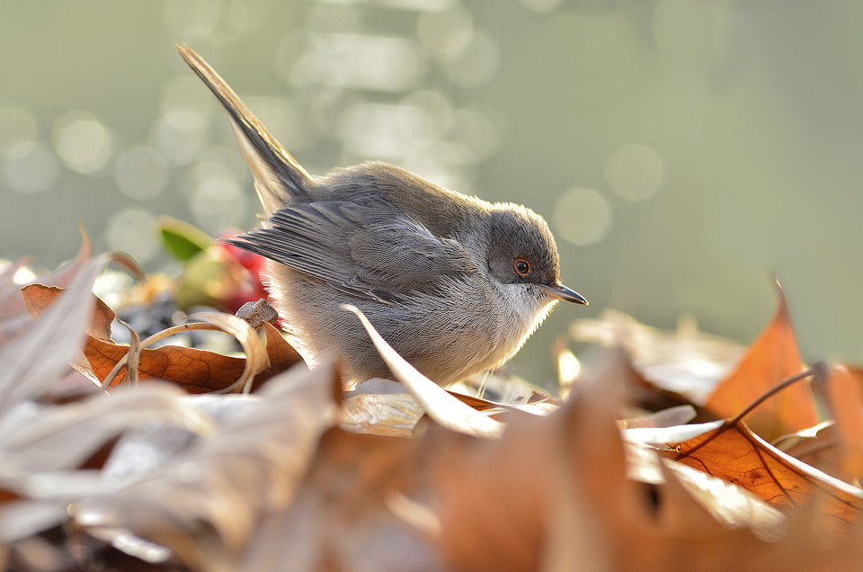 Nikon D7000 + AF Nikkor 180mm f/2.8 IF-ED sample photo. Curruca cabecinegra hembra photography