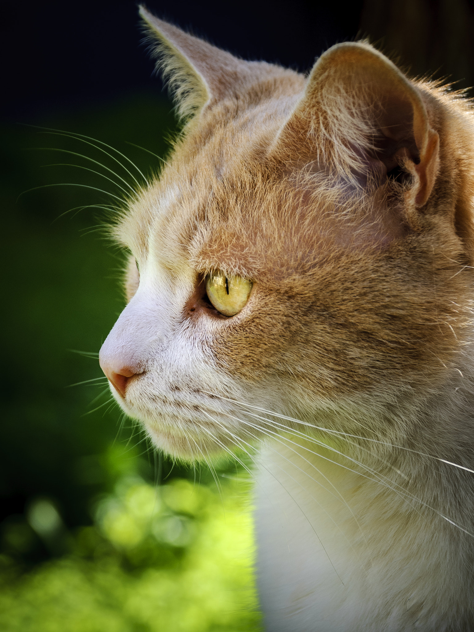 Nikon D40X sample photo. Serius photography