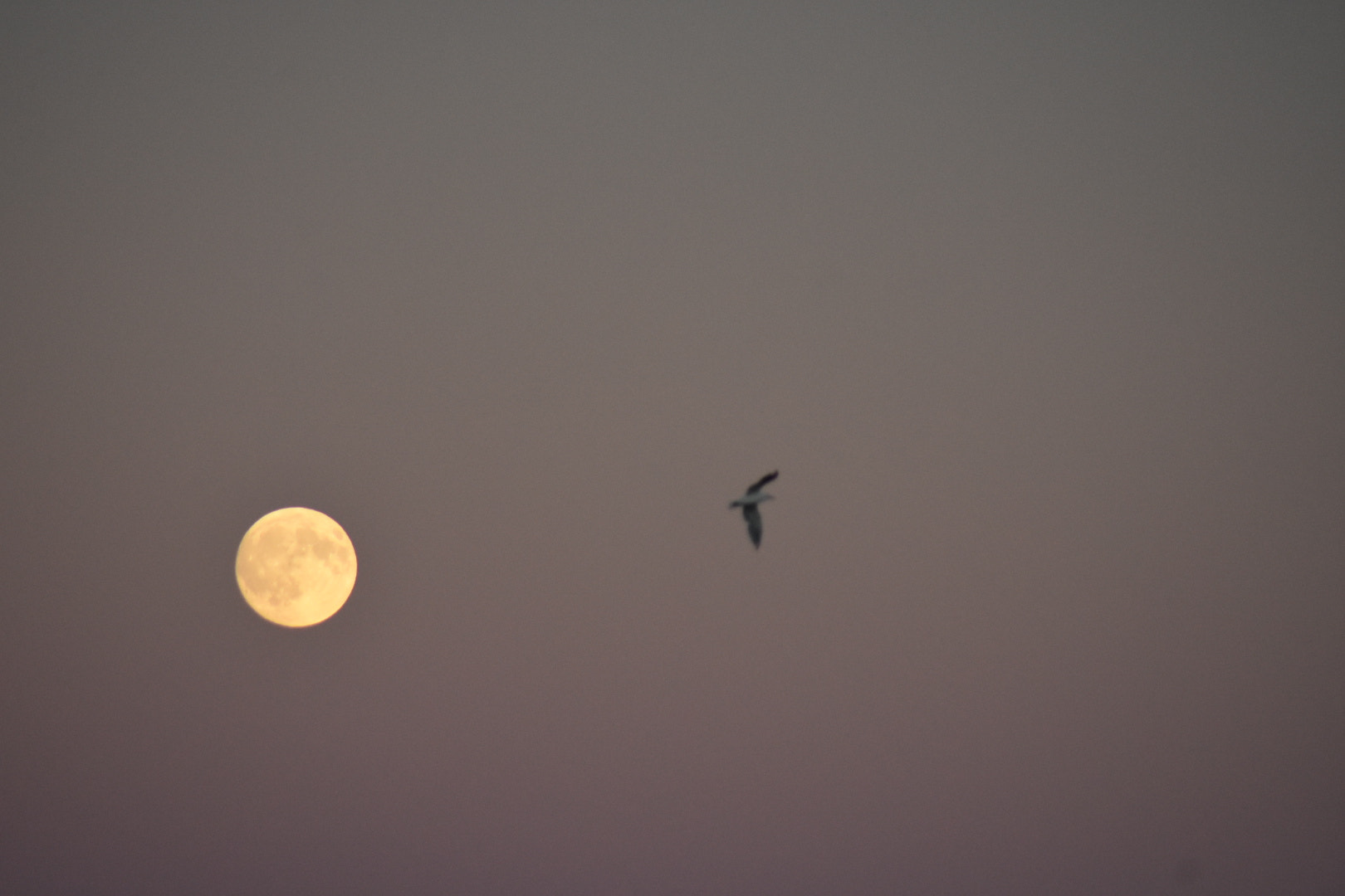 Nikon AF Nikkor 70-300mm F4-5.6G sample photo. Bird enjoying this evening full moon photography