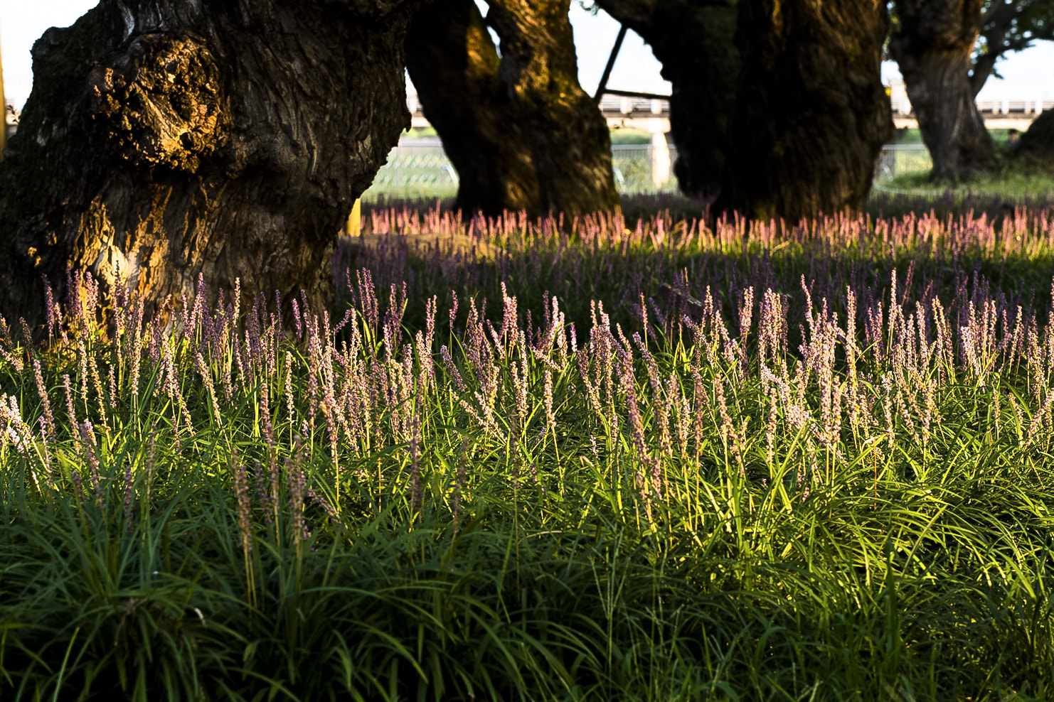 Nikon AF-S Nikkor 70-200mm F4G ED VR sample photo. Broadleaf liriope and salix glandulosa photography