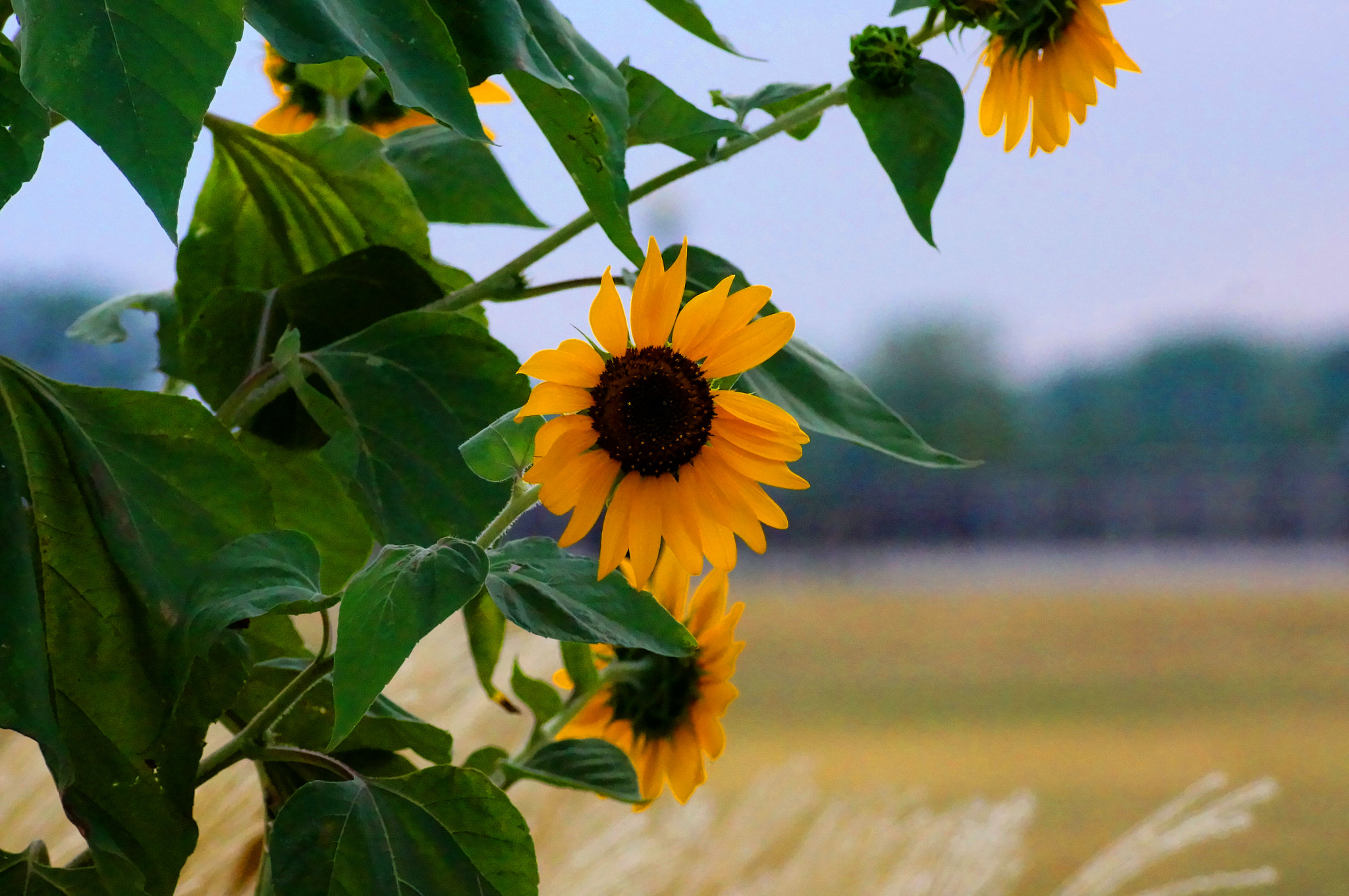 Sony SLT-A57 + Sony DT 55-200mm F4-5.6 SAM sample photo. Sunflower photography