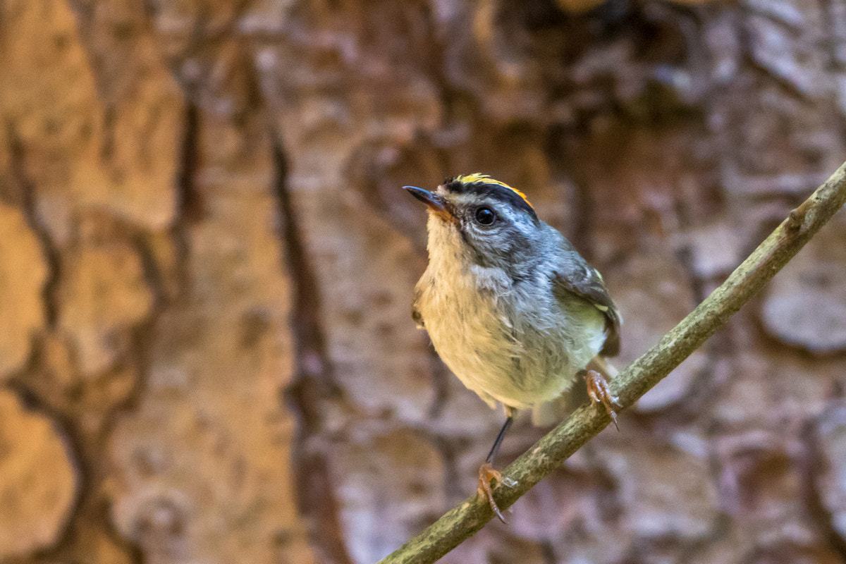 Canon EF 200-400mm F4L IS USM Extender 1.4x sample photo. Golden-crowned kinglet photography