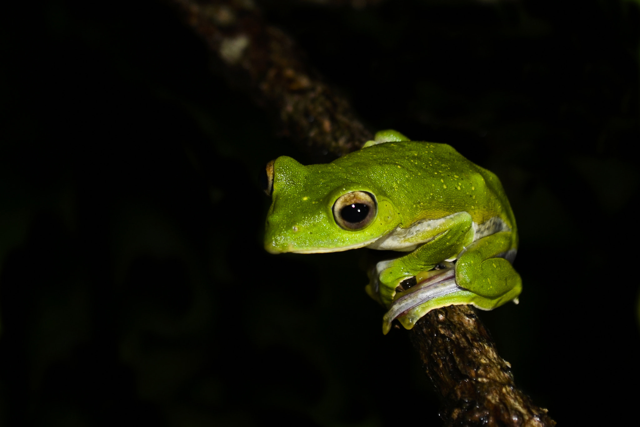 Nikon D5100 + Nikon AF-S Nikkor 600mm F4D ED-IF II sample photo. Malabar gliding frog photography