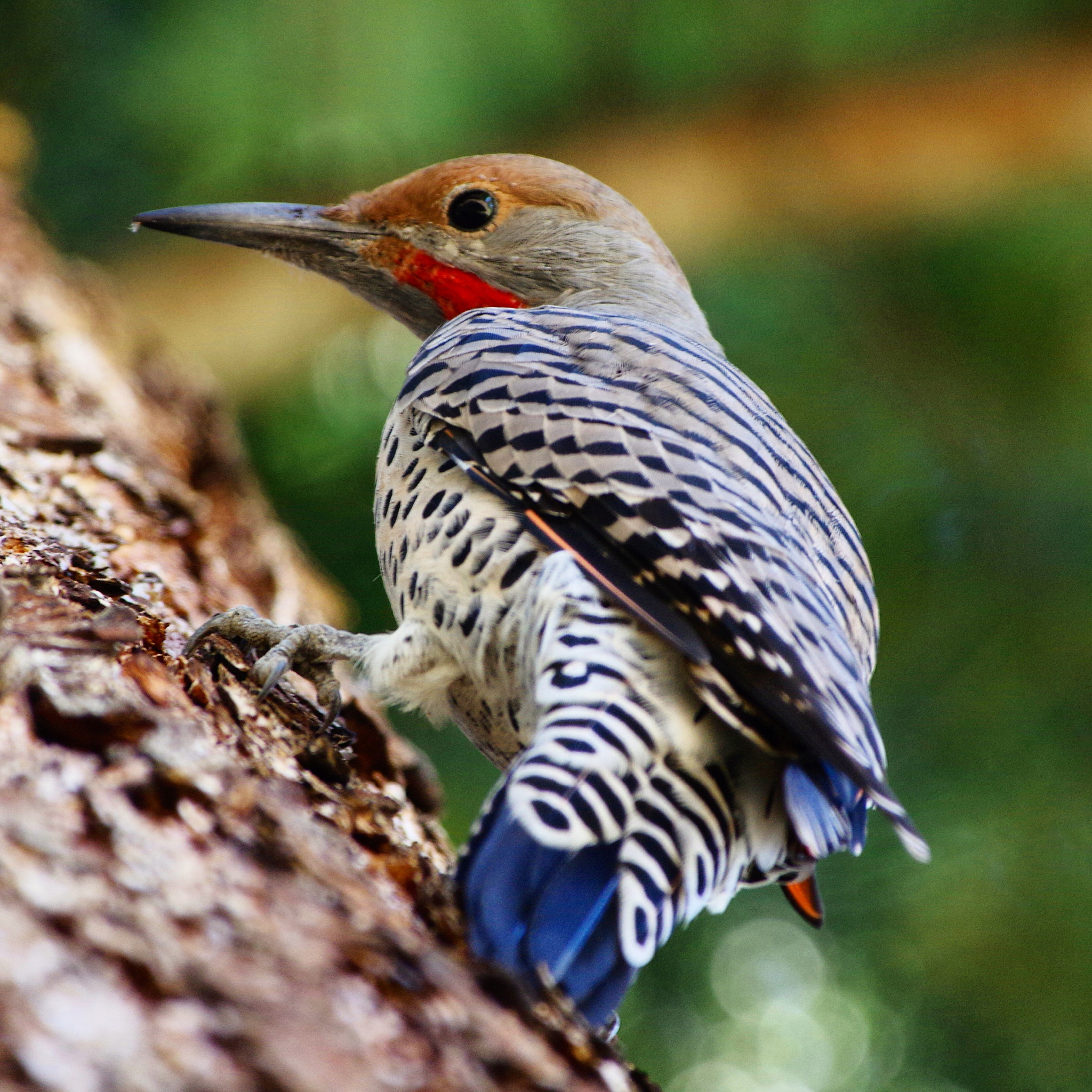 Pentax K-3 sample photo. Northern flicker photography