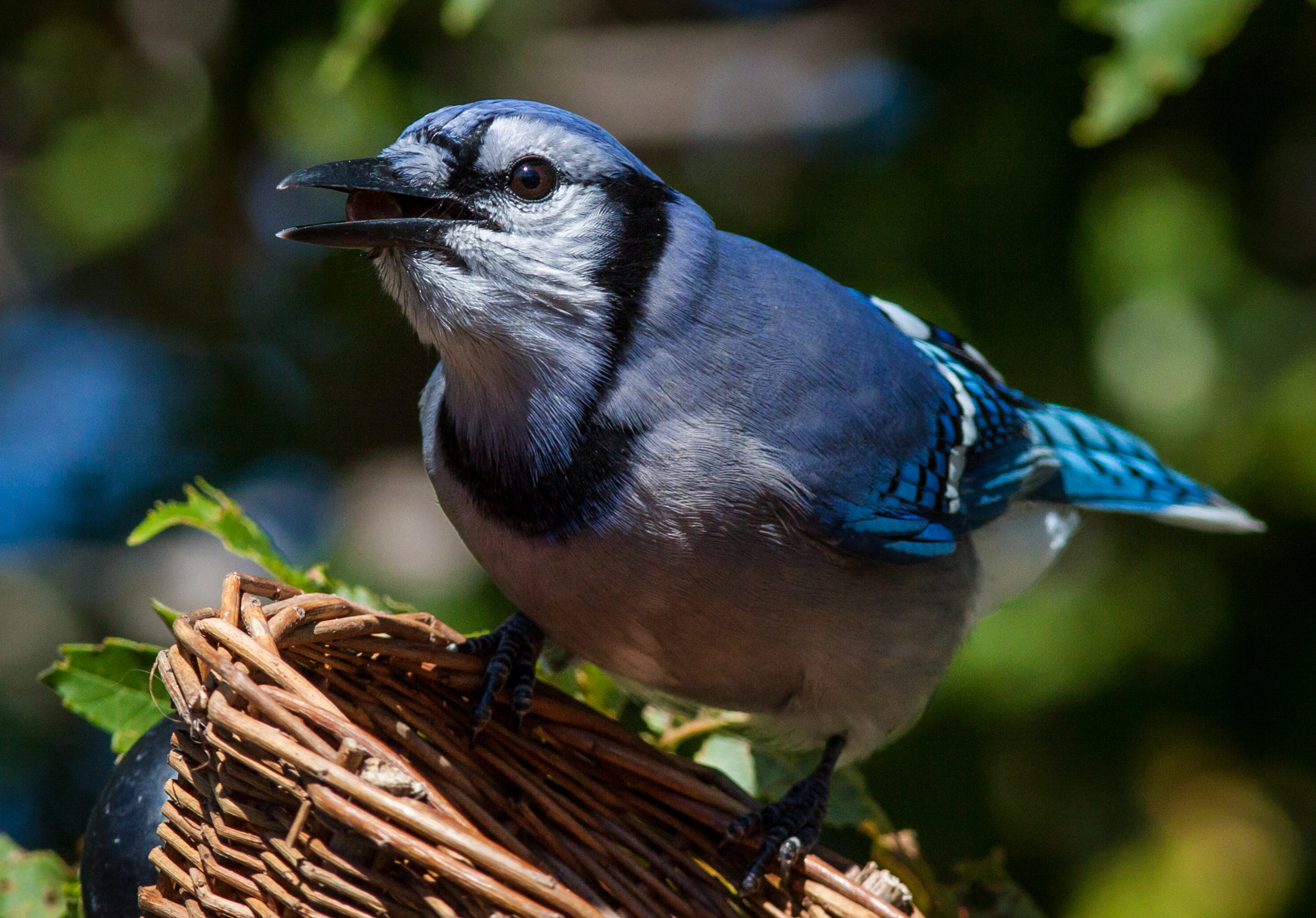 Canon EOS 50D + Canon EF 300mm F4L IS USM sample photo. Blue jay quick stop photography