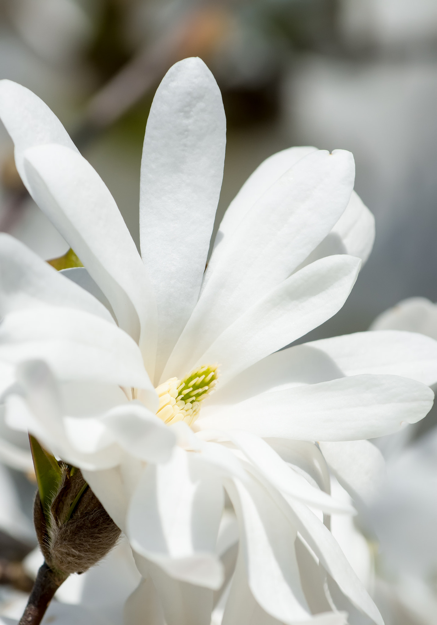 Nikon AF-S Nikkor 70-200mm F4G ED VR sample photo. Innocence 02 photography