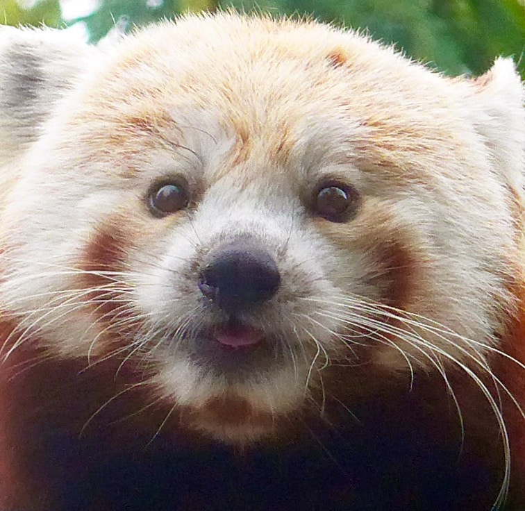 Leica C (Typ 112) sample photo. Red panda photography