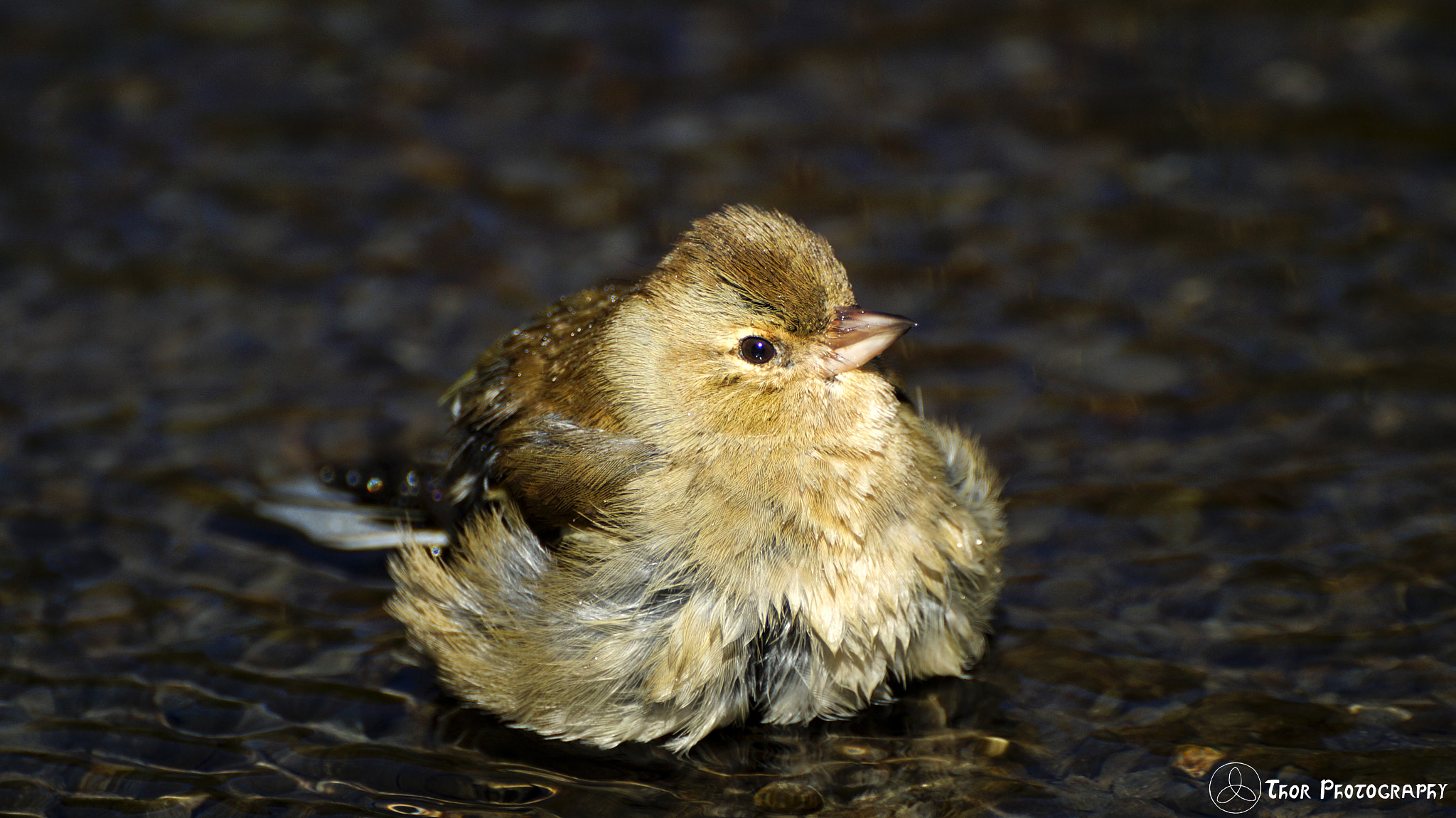 Tamron SP 70-300mm F4-5.6 Di USD sample photo. Female chaffinch 2 photography