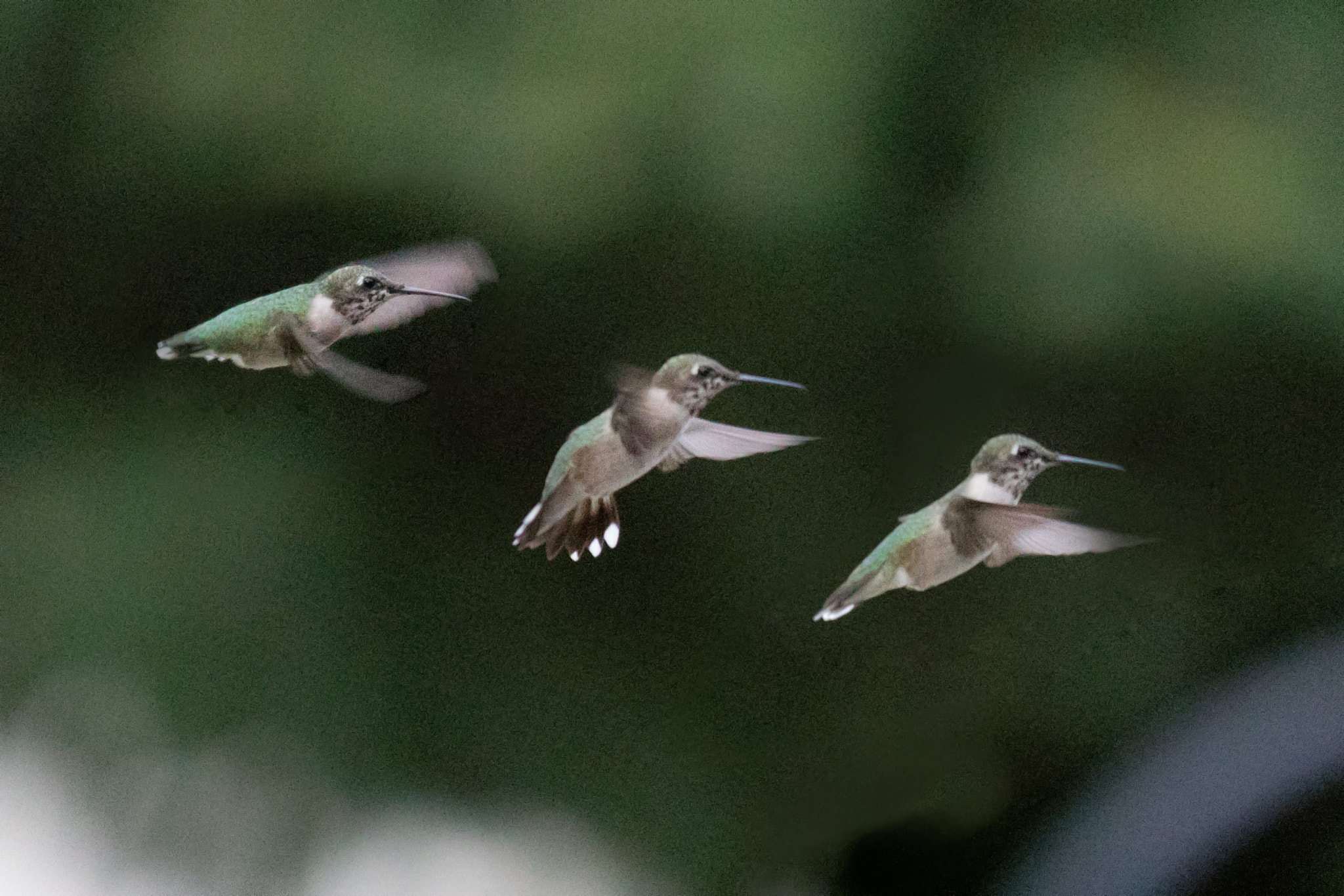 Canon EOS 7D Mark II + Sigma 70-200mm F2.8 EX DG OS HSM sample photo. Flight of the hummingbird (composite) photography